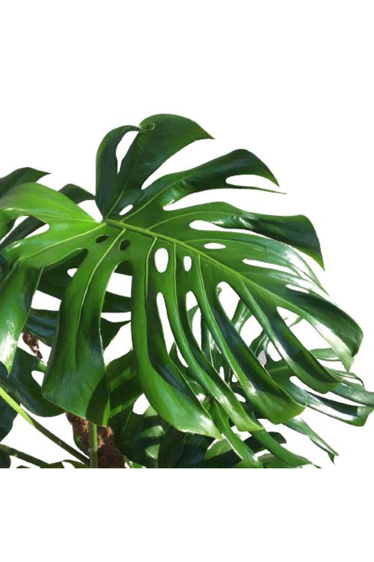 önder botanik Yosunlu Destek Çubuğu İle Monstera 140 Cm Deve Tabanı