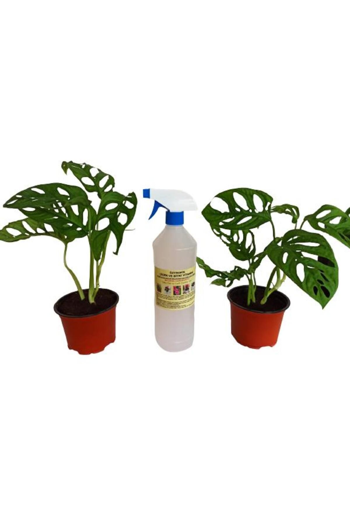 önder botanik 2 ADET MONSTERA OBLİQUA SARMAŞIK CİNS+ 1 LT BİTKİ BESİNİ HEDİYELİ