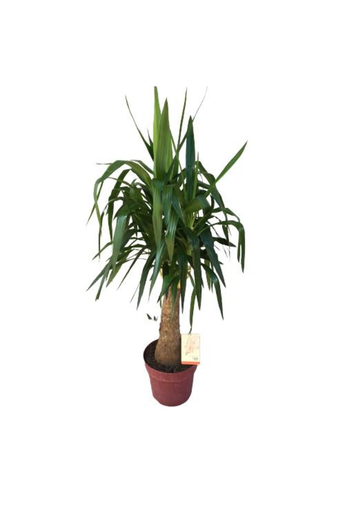 önder botanik Fil Ayaklı Yucca Ağacı (Yucca Elephantipes)140-150 cm
