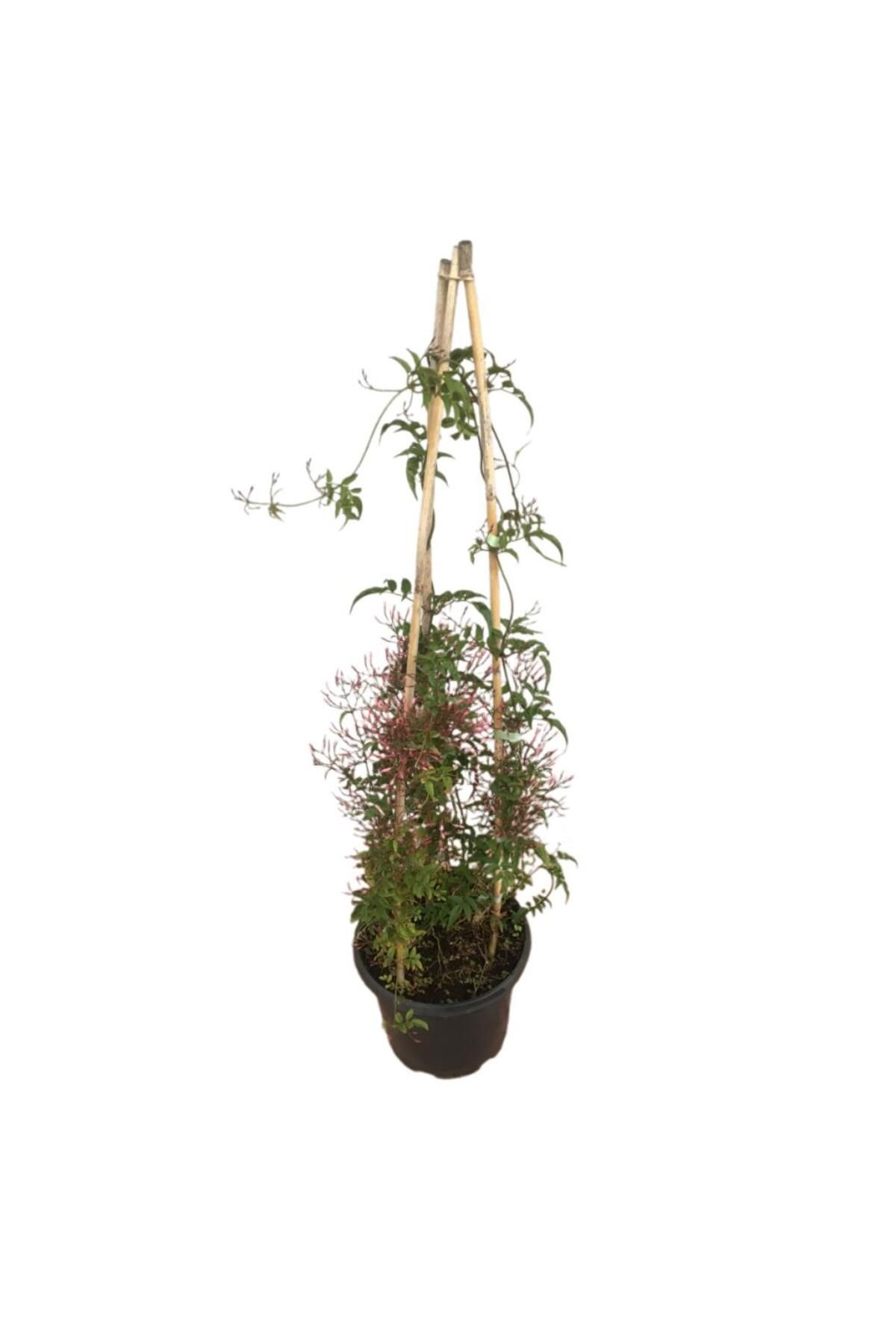 önder botanik Jasminum Sambac - ARAP YASEMİNİ (İKİ KÖKLÜ)