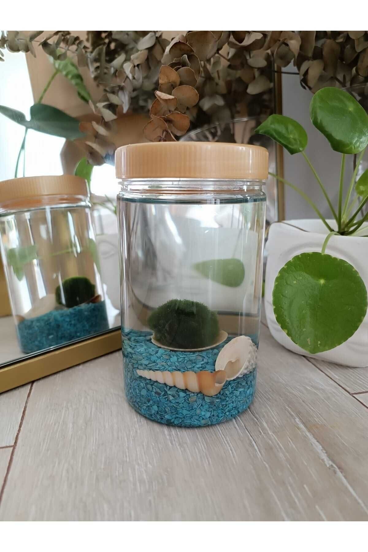 DEKORANLA Canlı Japon Marimo Mossball Teraryumu, 17*10cm, 800ml, şans getirici doğal yosun topu