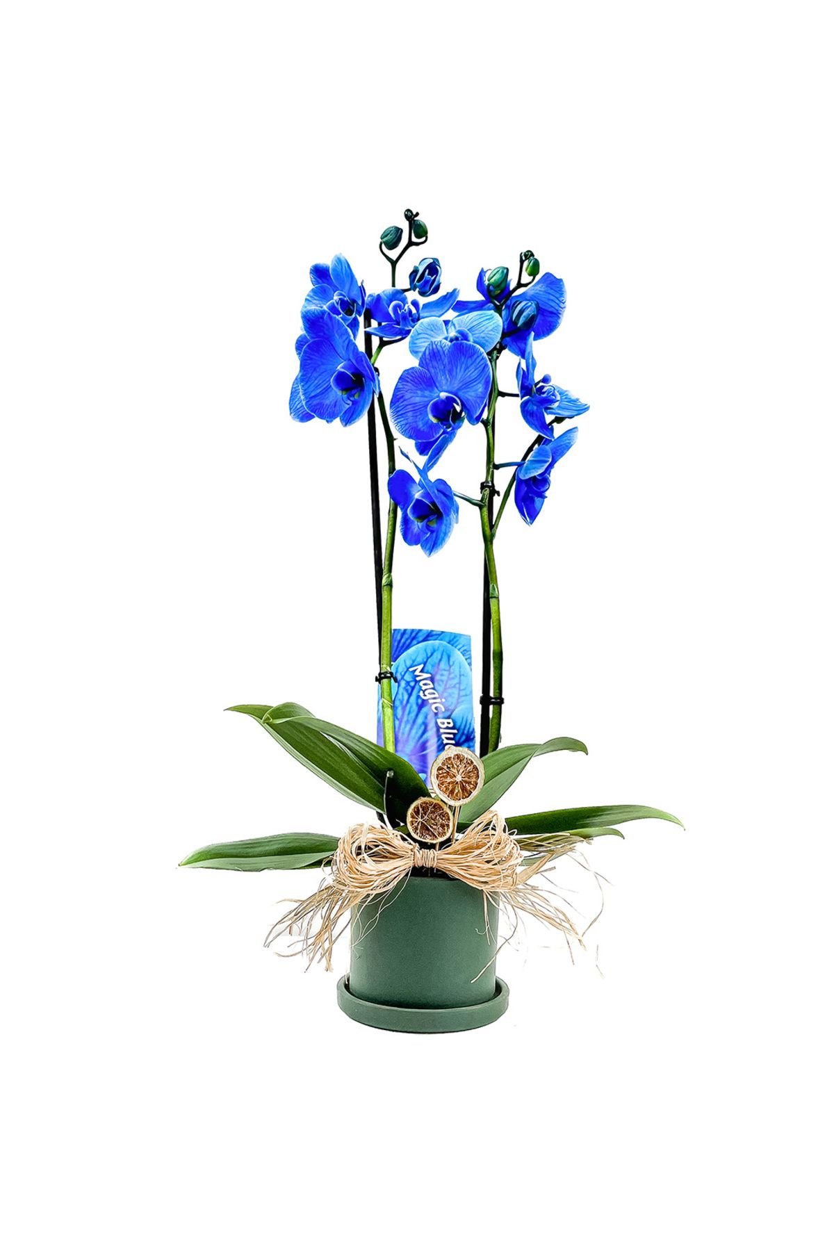 Fidanburada Mavi Orkide (Blue Orchid) Ruby Yeşil Saksılı