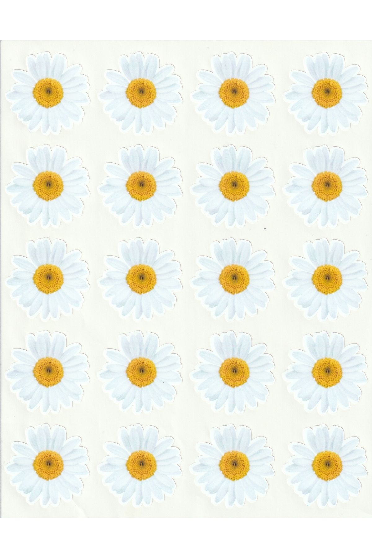 NUNUKİ Beyaz Papatyalar Sticker Seti 4 cm Spring Daisies Daisy Stickers Bahar Papatya Etiket NSTI0216