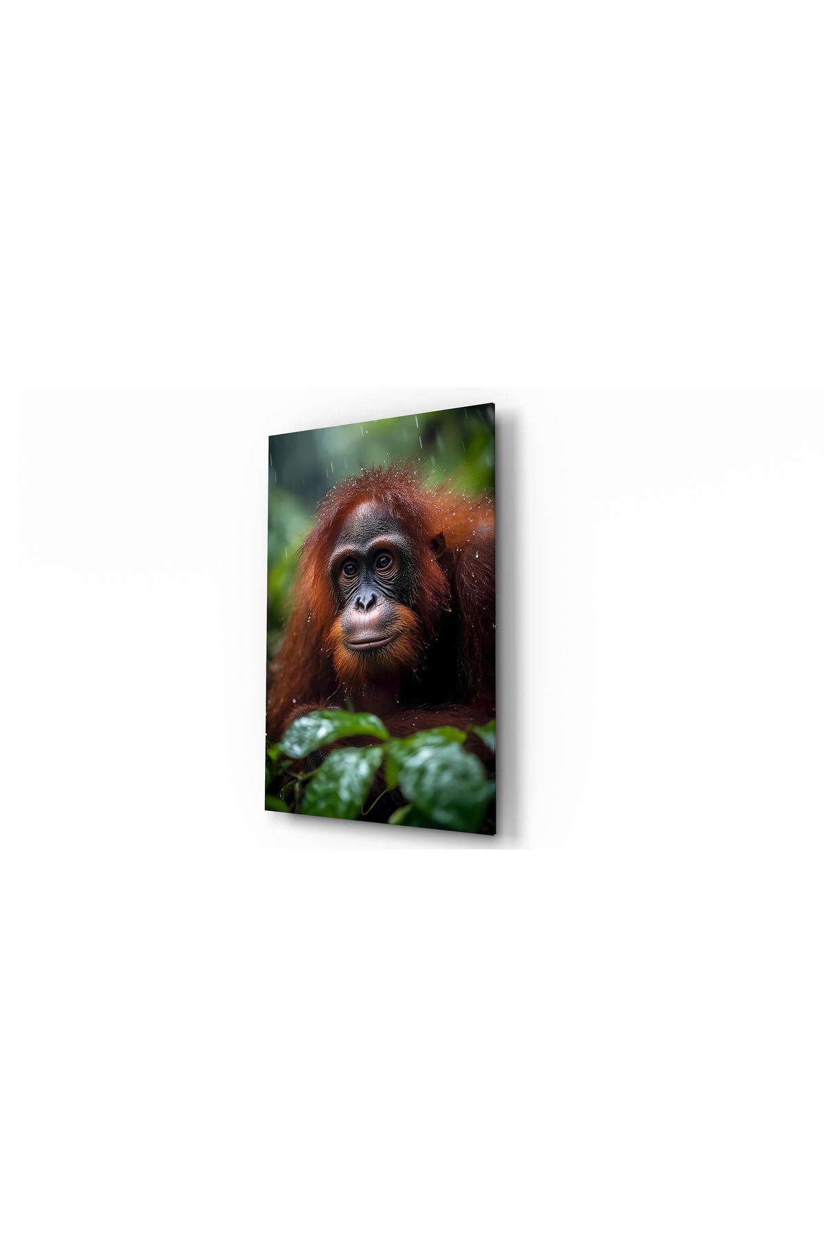 Evlika Orangutan Hayvan Temalı Dekoratif Cam Tablo, Duvar Dekoru H0034
