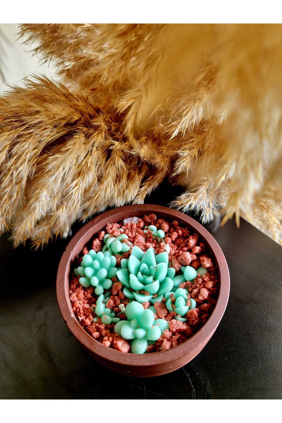 Saatistan Kahverengi Kaktüs ve Teraryum Soya Wax Mum, Doğal ve Şık Dekorasyon Hediye
