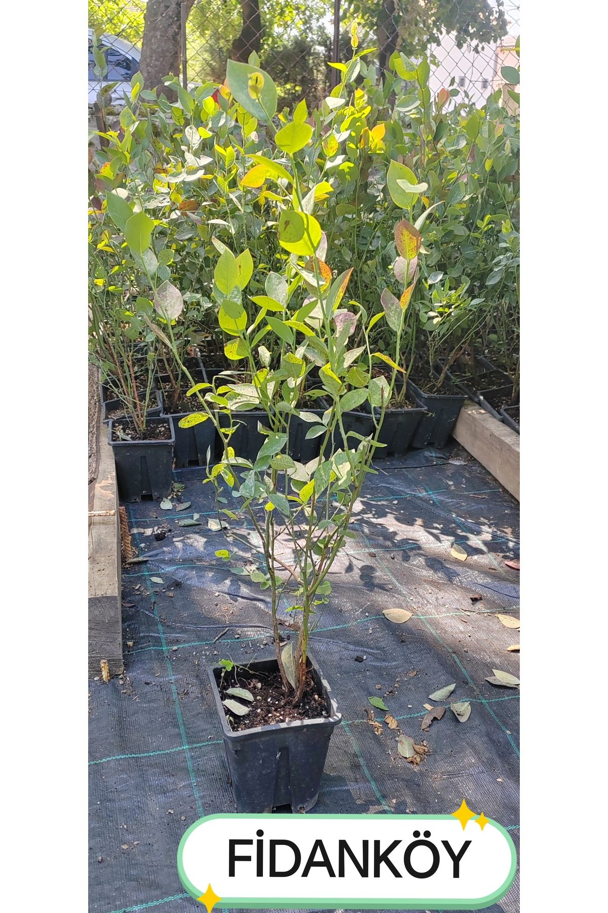 FİDANKÖY BLUEBERRY SAKSILI 3 YAŞ JUMBO FİDAN 5 ADET