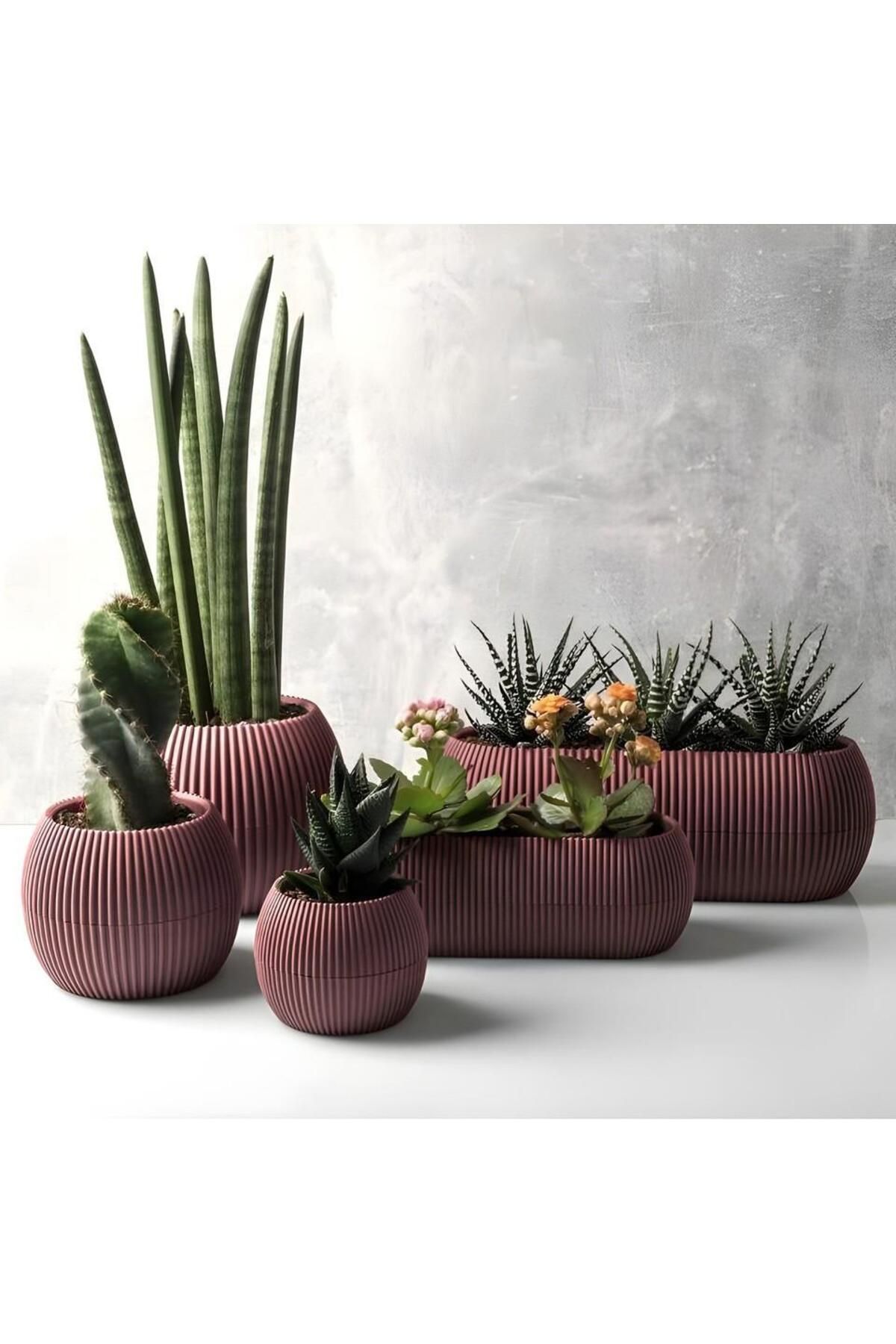 Omnipazar KRS Mercan Dekoratif Sukulent Kaktüs Plastik Saksı Takımı 5'li Set Soft Pembe