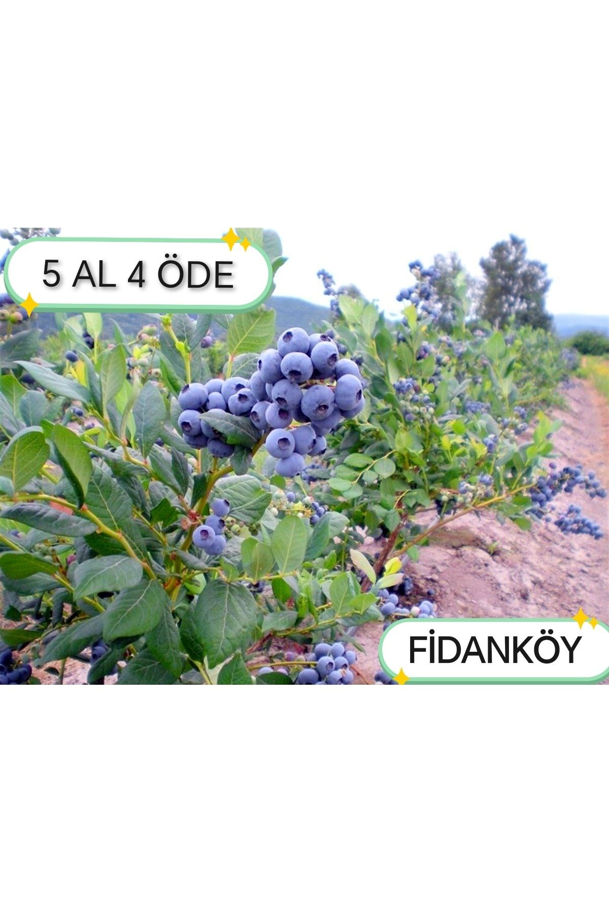 FİDANKÖY Yaban Mersini Blueberry Likaba Maviyemiş Saksılı 3 Yaş Cok Dallı Jumbo Fidan
