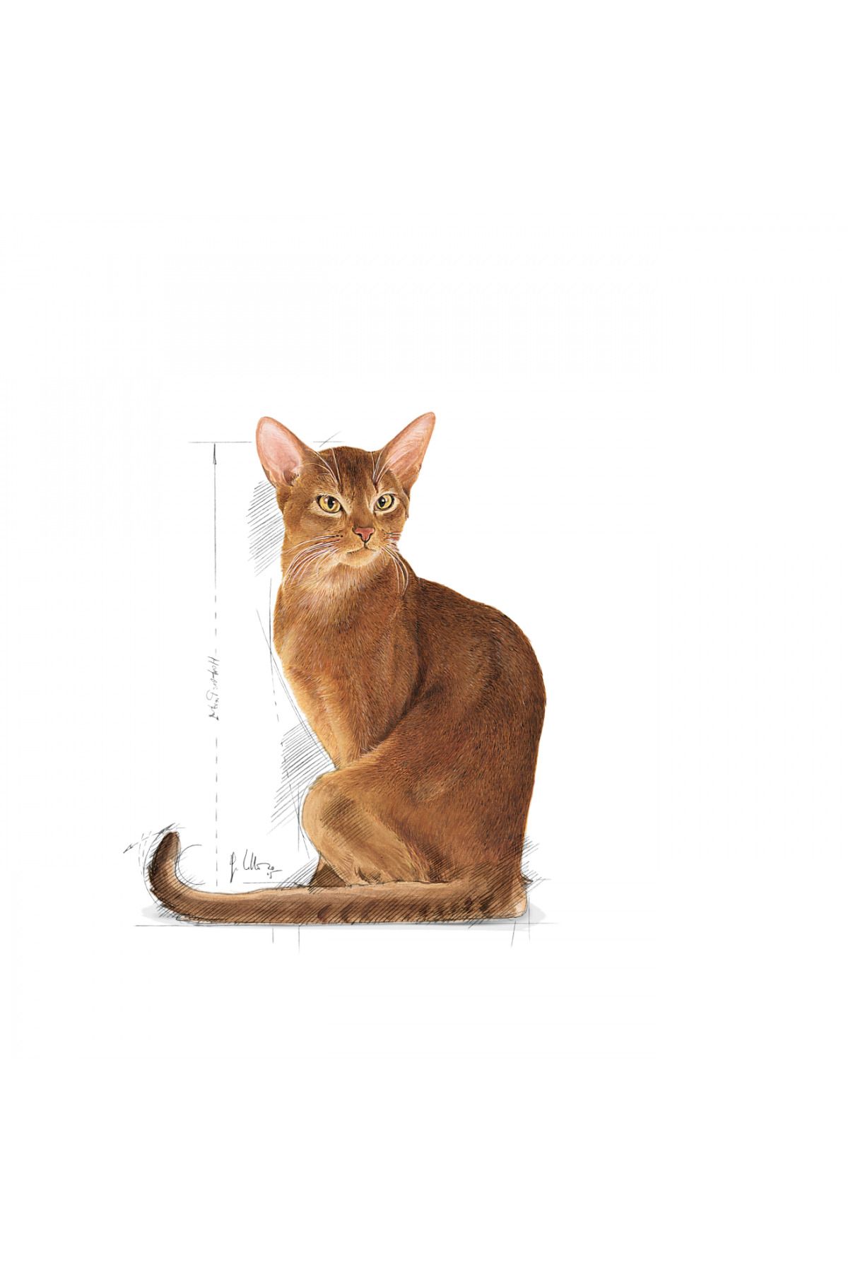 Royal Canin-Exigent Seçici Kediler Için Kuru Kedi Maması 10kg 3