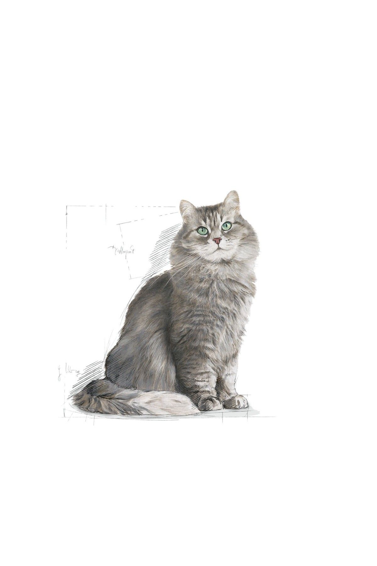 Royal Canin-Royal Canin Sensible 33 Dry Cat Food, 400g 3