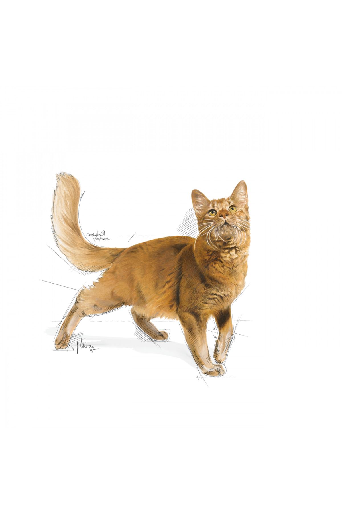 Royal Canin-400 Gr Fit 32 Adult Cat Food 3