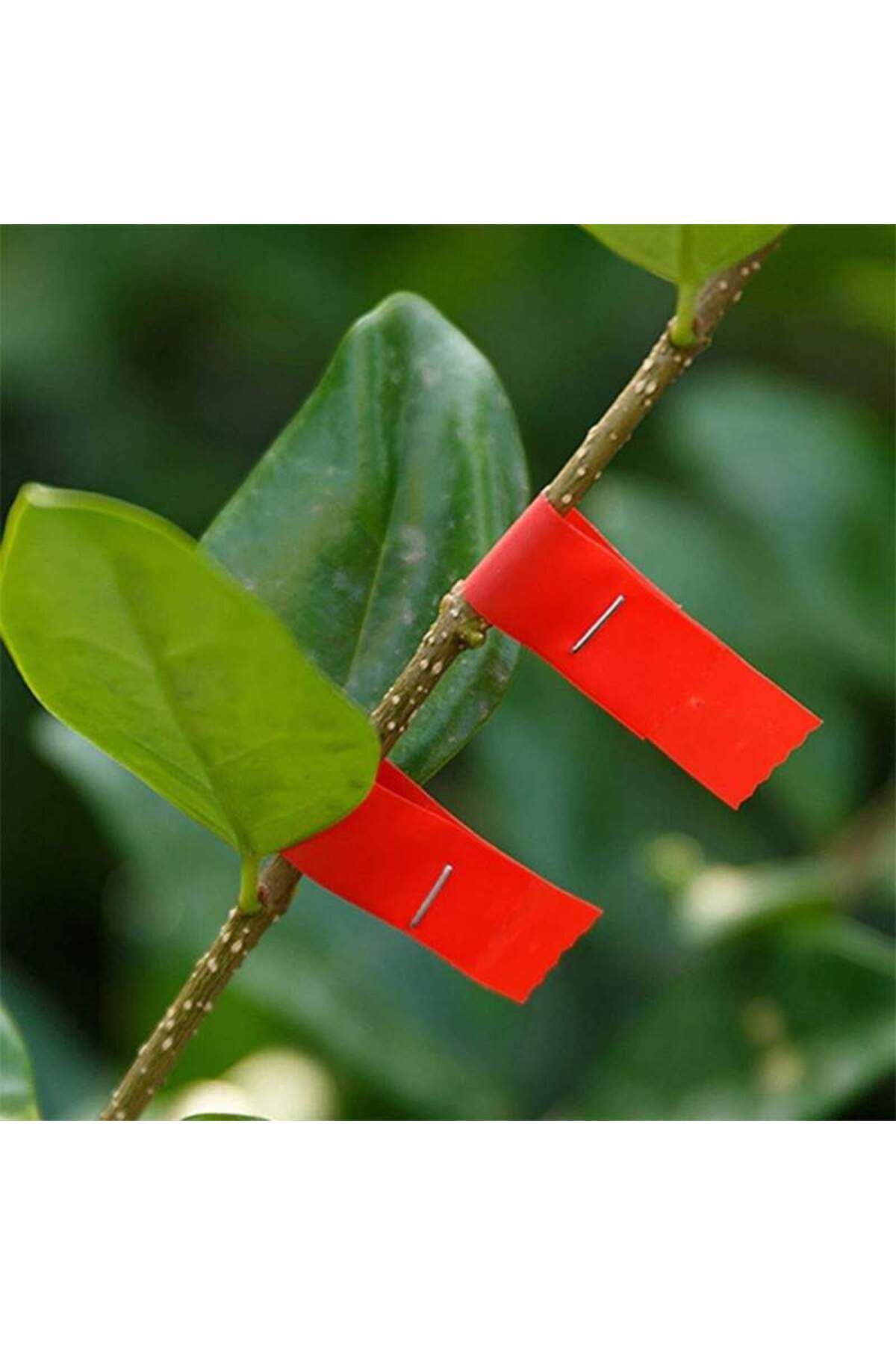 SIKS-Set of 20 x SIKS Tape Rolls for Vine Tying Machine, Fruit Trees, Vegetables, 23m, Red 4