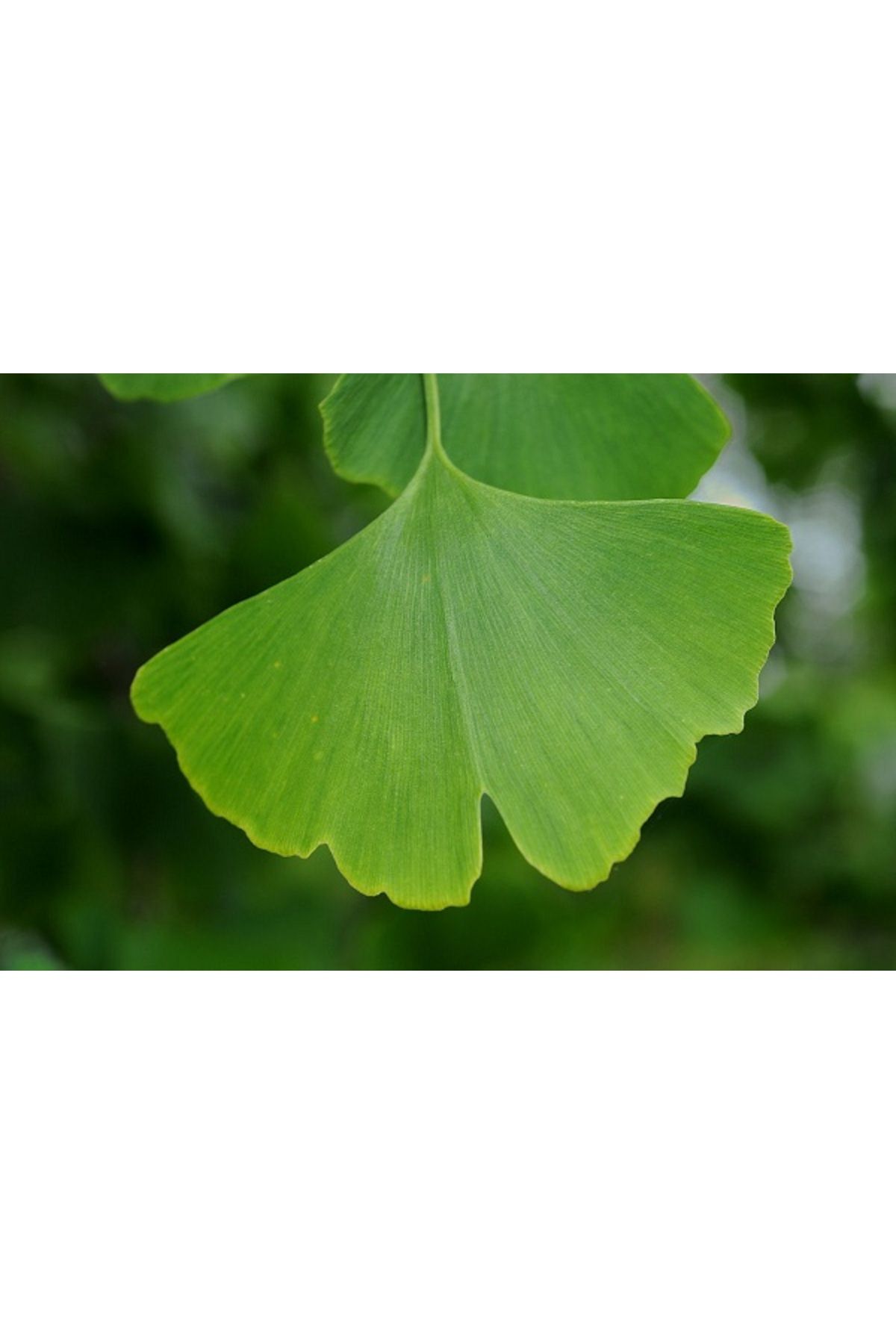 Calivita-Ginkgo XC Complex with Ginkgo Biloba Improving Memory & Concentration ( 100 tablets) - Calivita 3