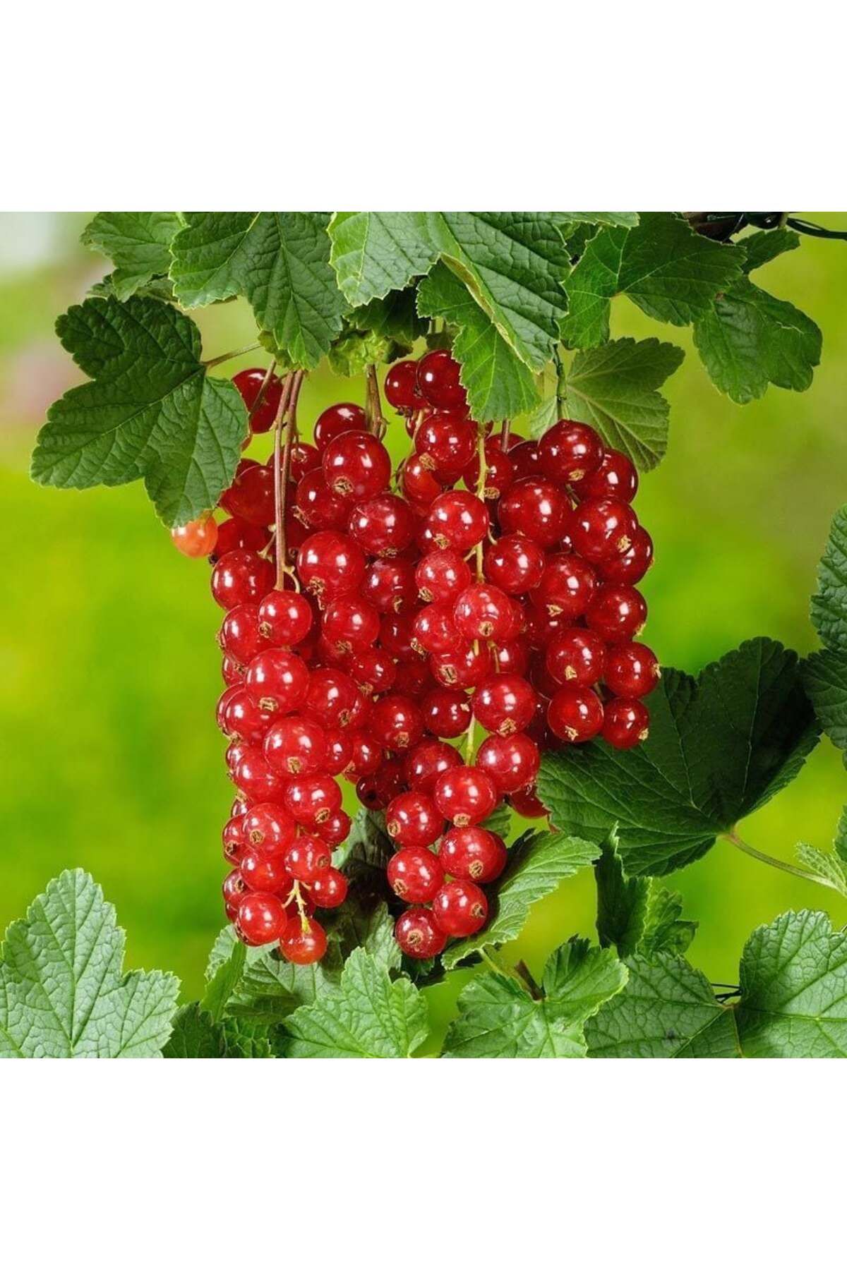 SUKULENTİSTANBUL Kırmızı Frenk Üzümü fidanı- Ribes rubrum 40-50cm