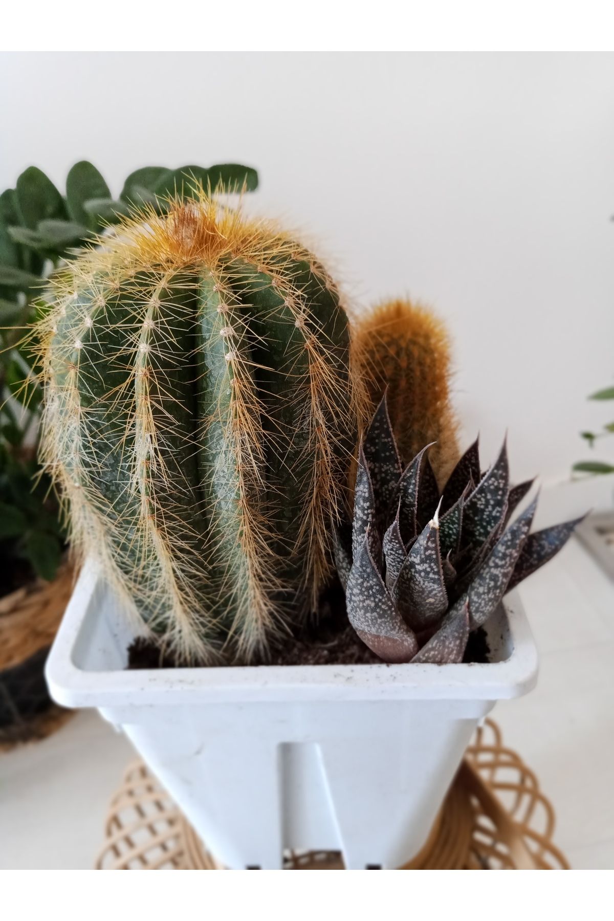 GROWTHPT Notocactüs