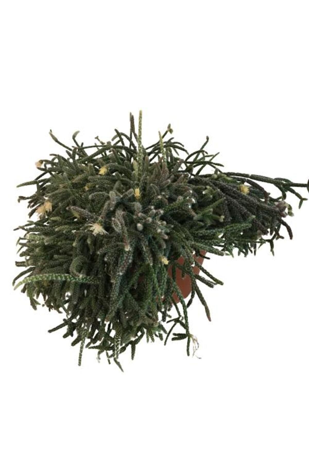 önder botanik Rhipsalis Pilocarpa -Spagetti Kaktüs