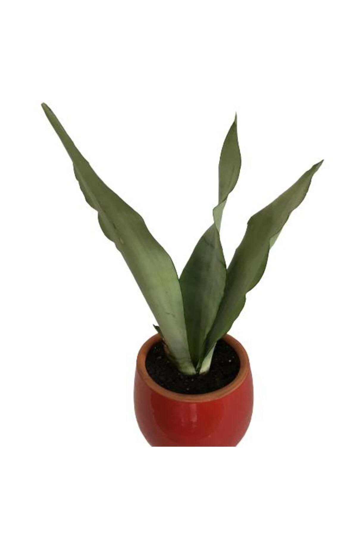 önder botanik DEKORATİF TOPRAK SAKSIDA SANSEVİERİA MOONLİGHT ( SANSEVERYA ) 35cm