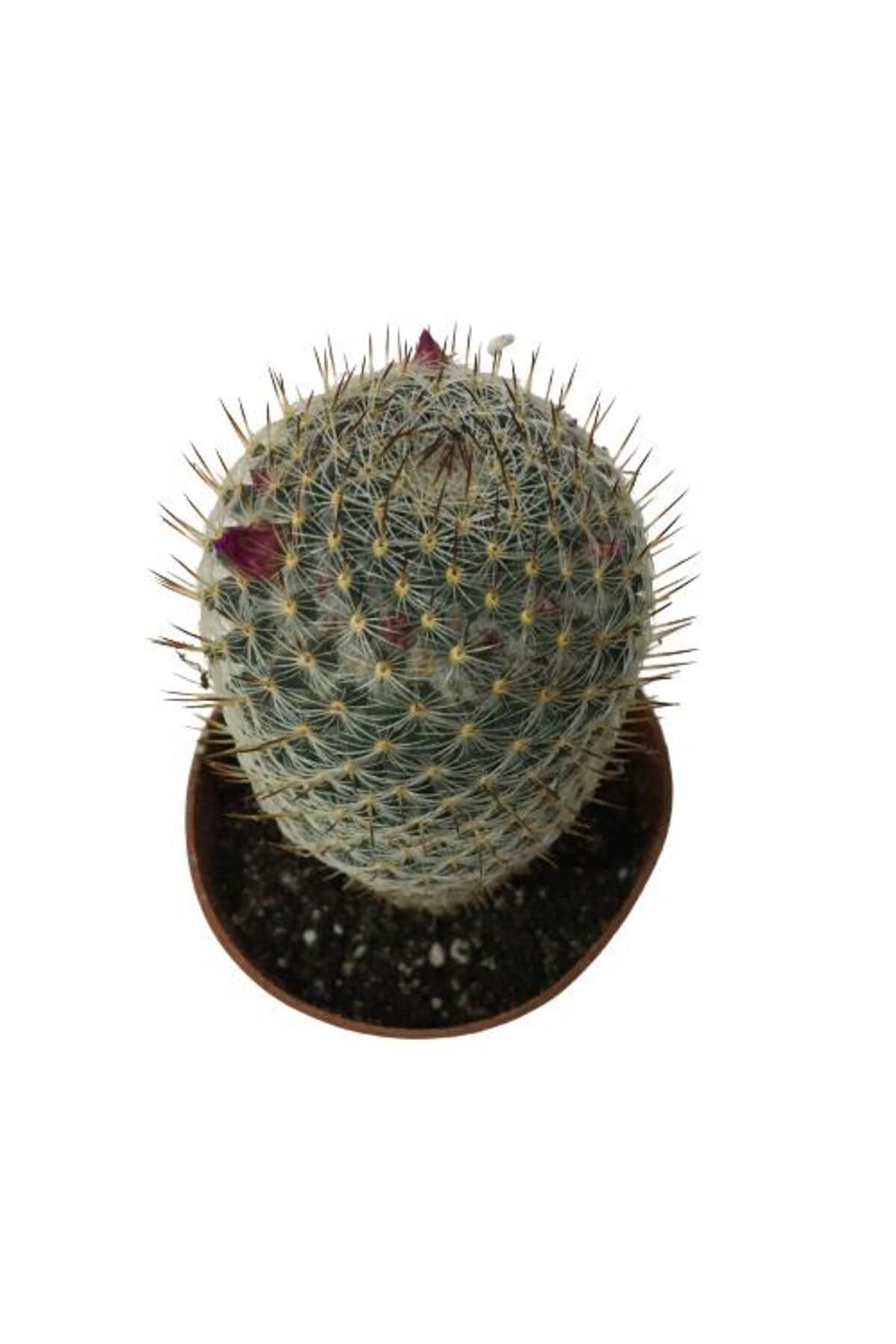 önder botanik Çiçek Açan Kaktüs Mammillaria (8,5 cm'lik Saksıda)