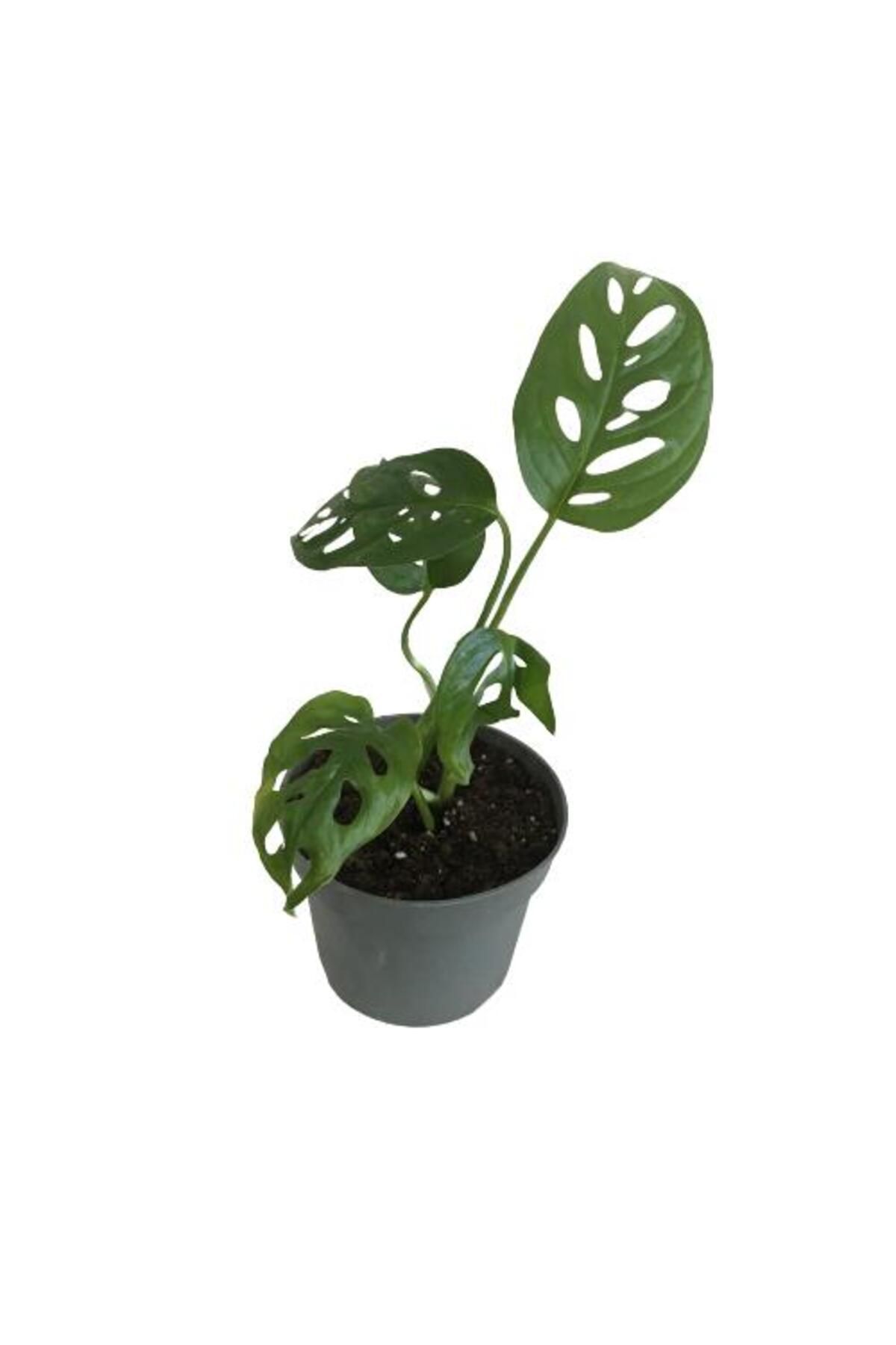 önder botanik MİNİ BOY MONSTERA MONKEY MASK 25 CM