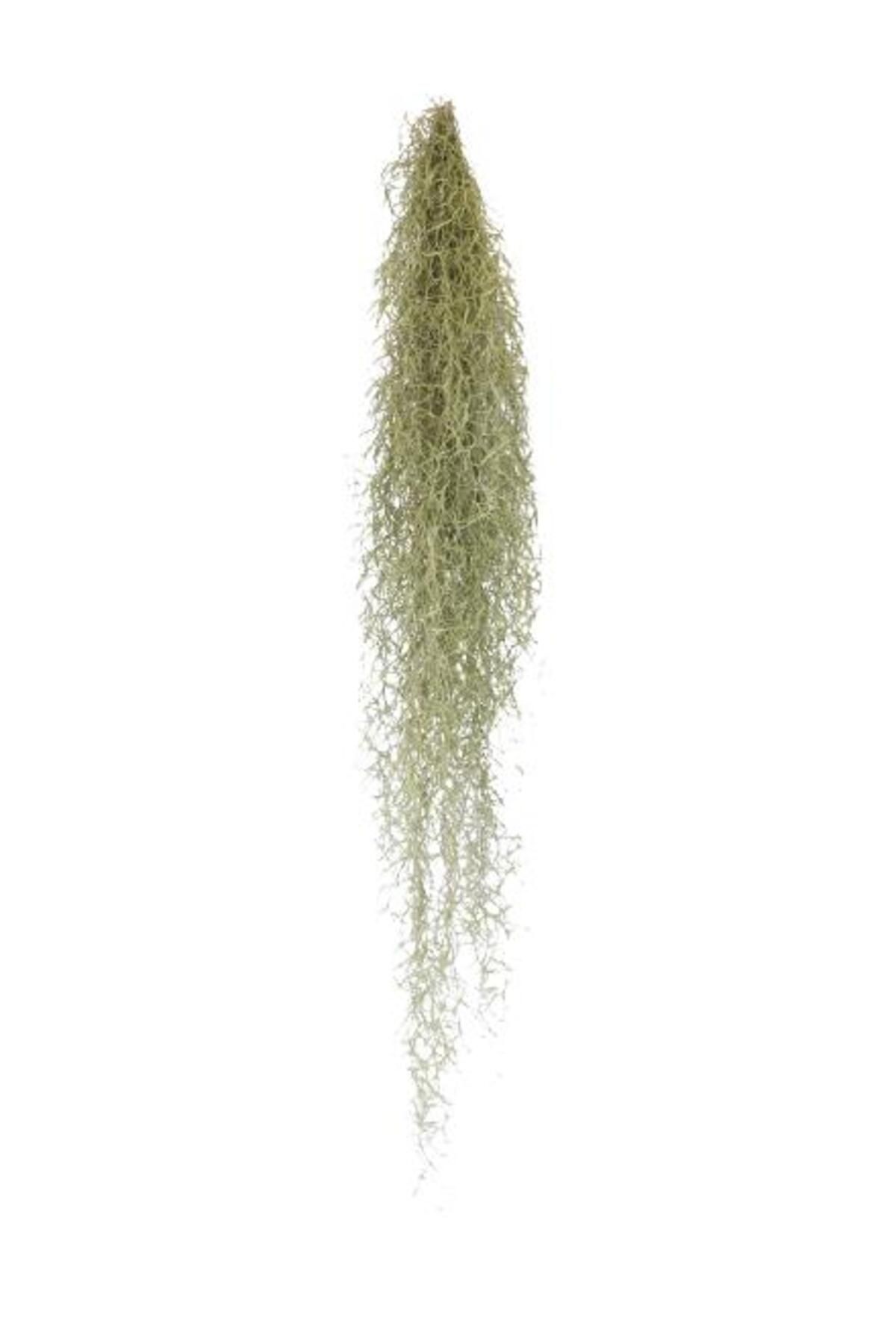 önder botanik Tillandsia Usneoides - Hava Bitkisi Air Plant 150 cm