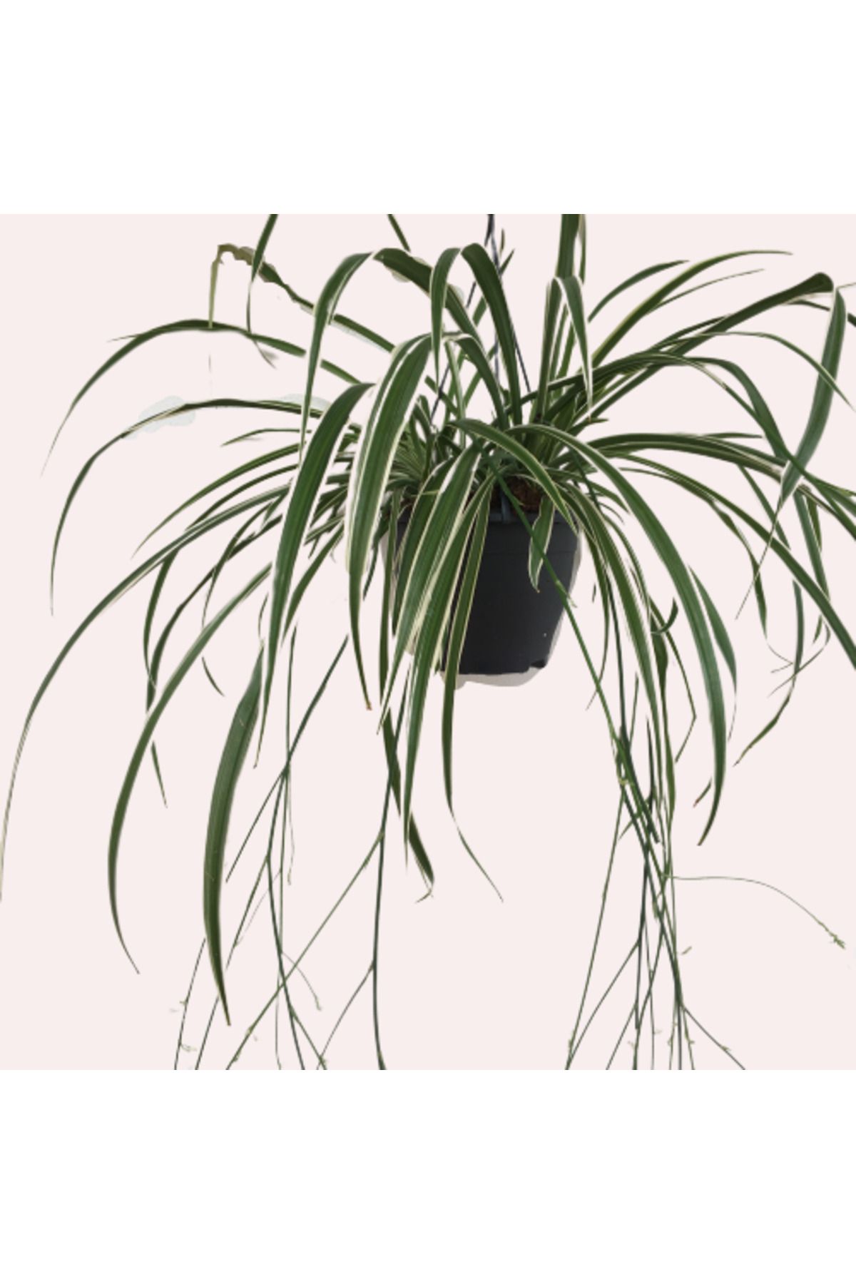 önder botanik CHLOROPHYTUM - ASKILI KURDELA ÇİÇEĞİ