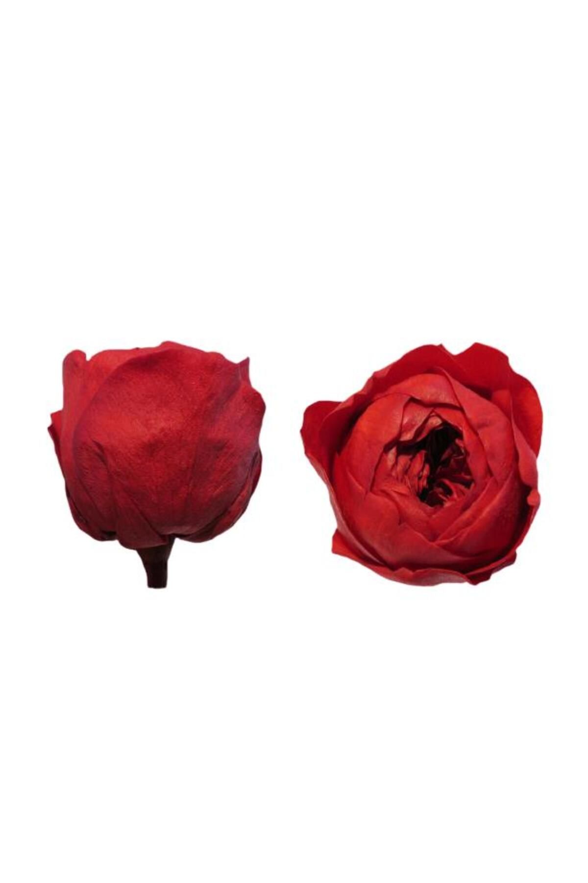 önder botanik ROSE AMOR ÖZEL ŞOKLANMIŞ GÜL XL-SOLMAYAN GÜL