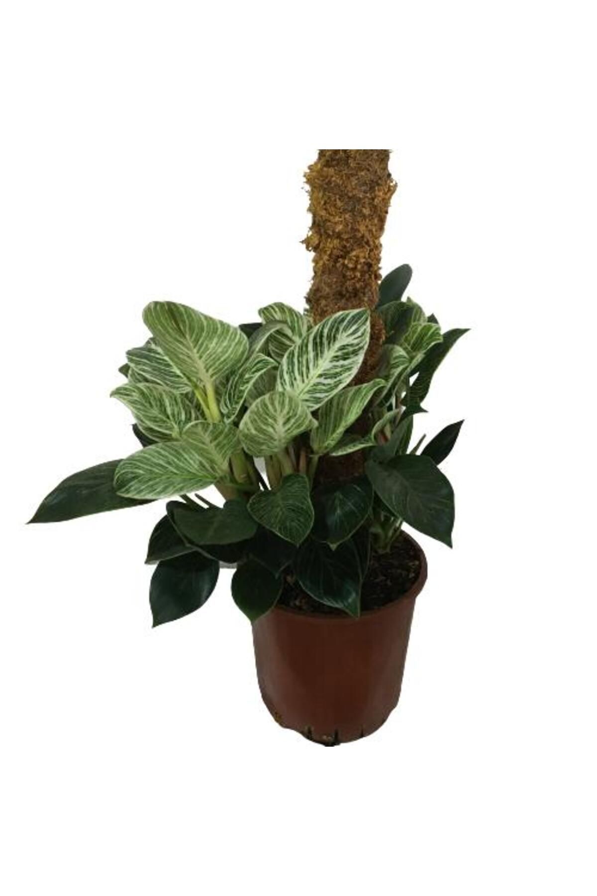 önder botanik Philodendron Birkin 'White Wave' Kolleksiyonluk Çok Köklü