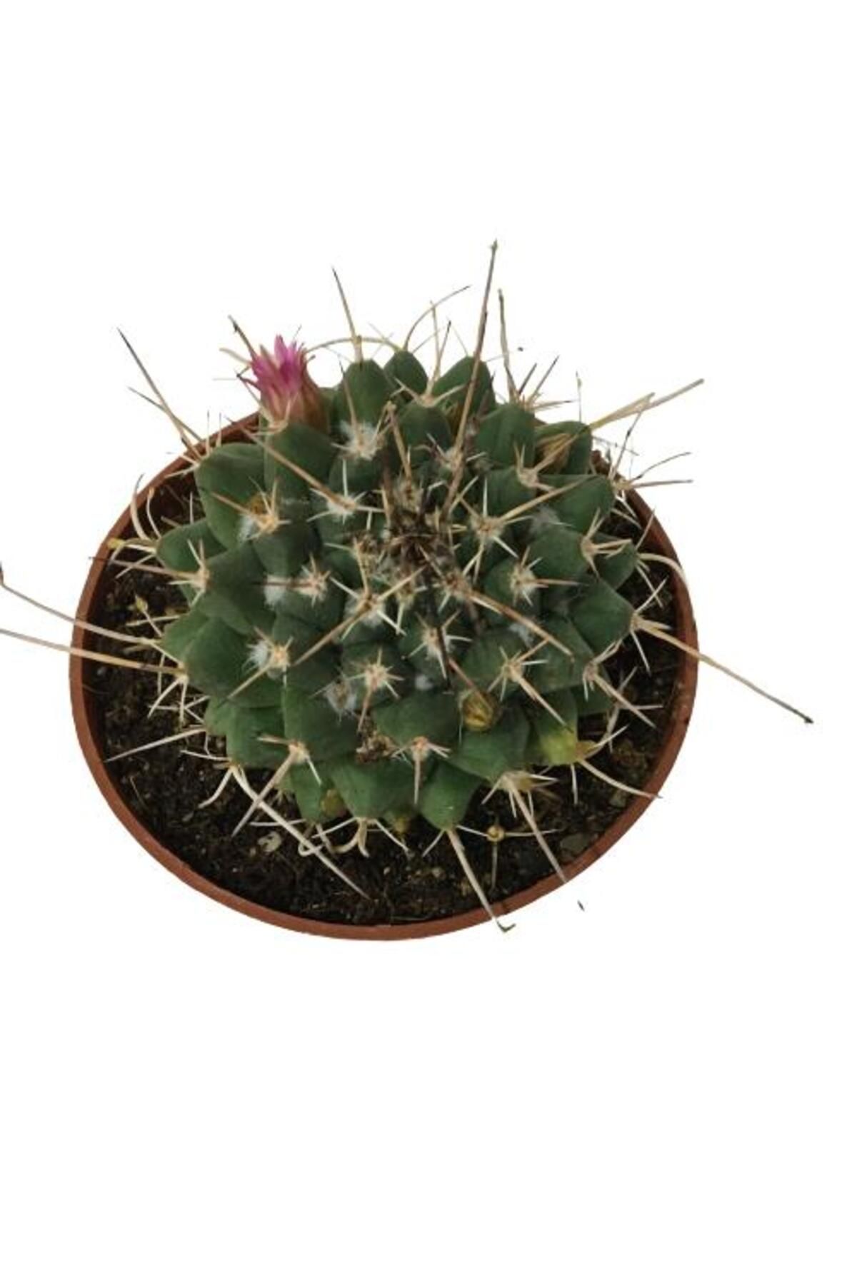 önder botanik Çiçek Açan Kaktüs (8,5 cm'lik Saksıda)