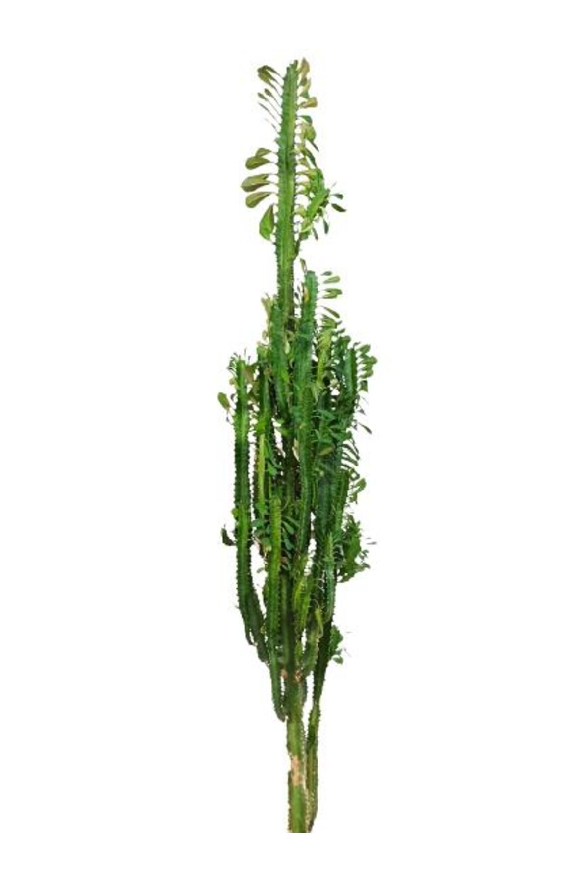 önder botanik Euphorbia Trigona Süt Ağacı Kaktüsü 170 cm