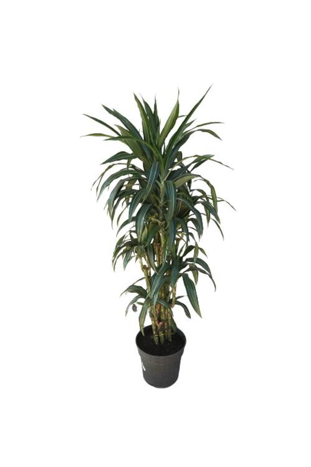 önder botanik Dracena Warneckii