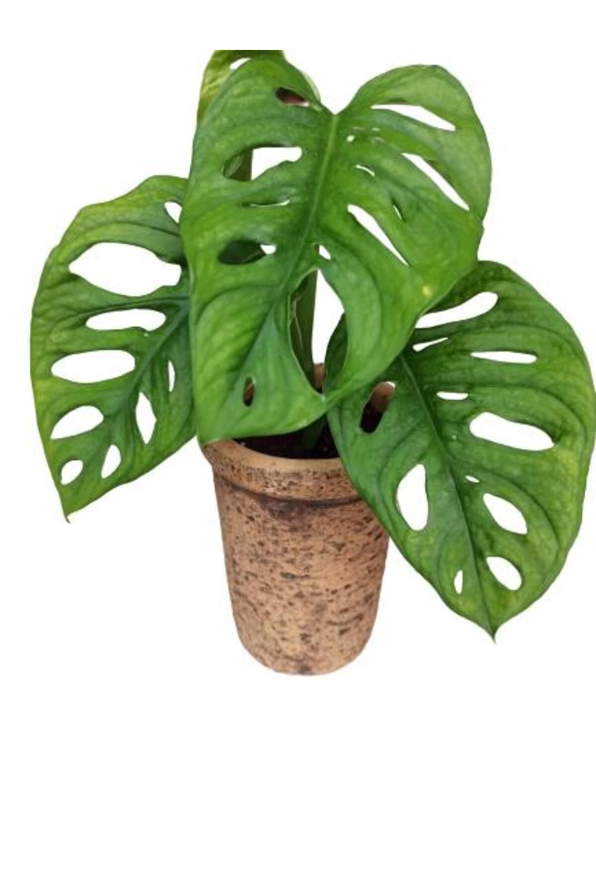 önder botanik MONSTERA OBLİQUA DEVE TABANI SARMAŞIK CİNS ÖZEL TOPRAK SAKSISINDA