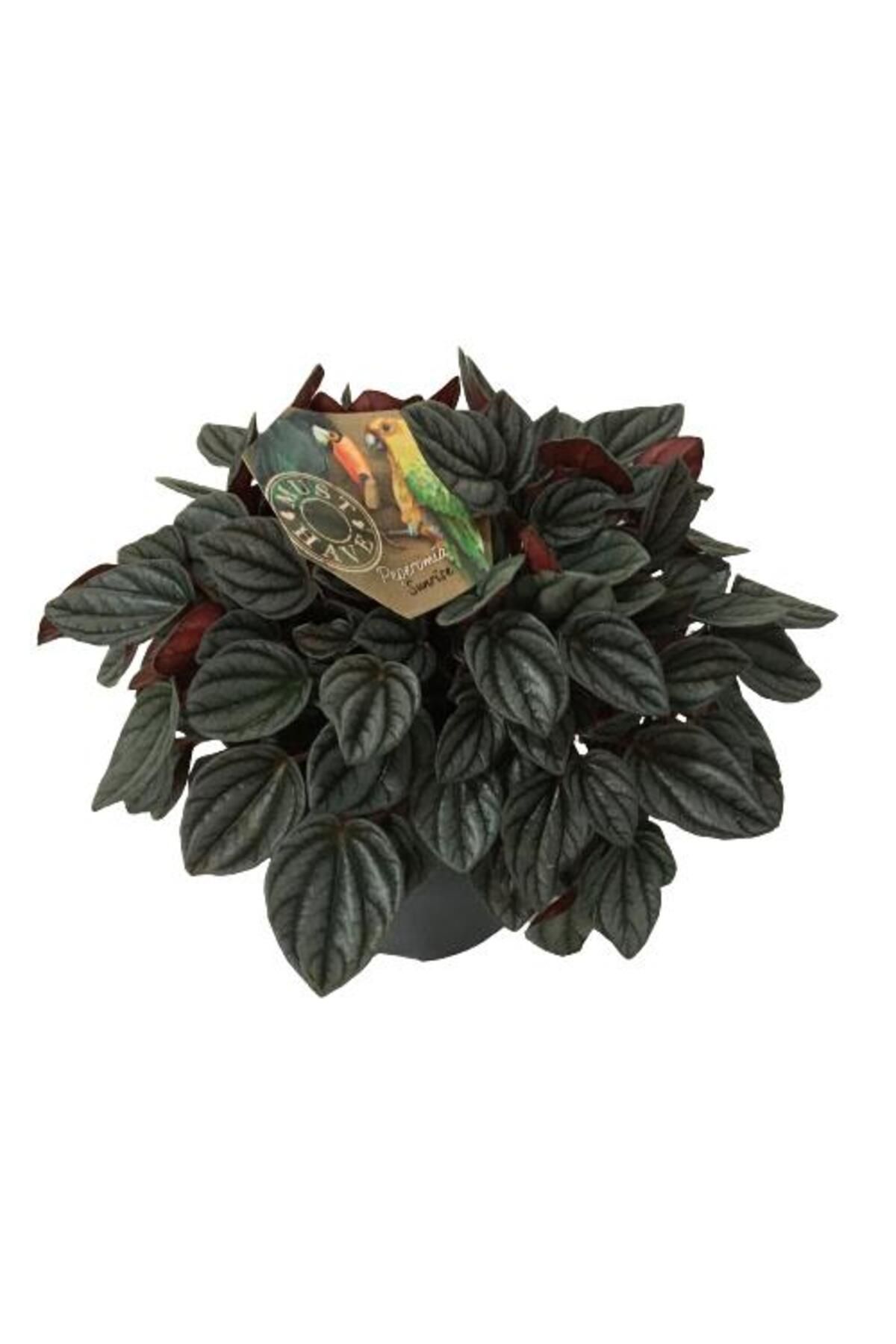 önder botanik Peperomia Caperata Sunrise 17 cm'lik Saksıda
