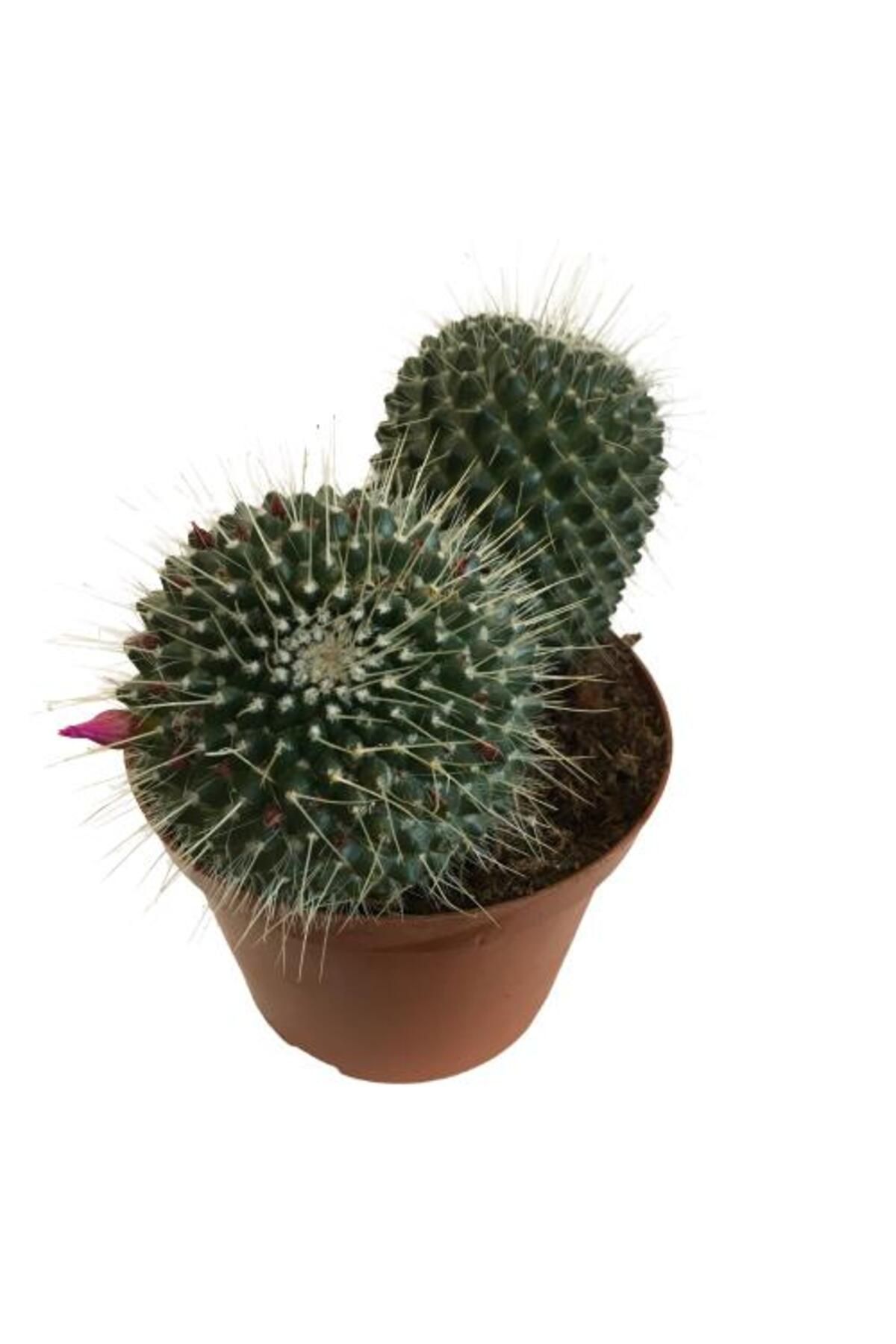önder botanik Mammillaria Spinosissima - Büyük Boy (14'lük Saksıda) İthal Ürün