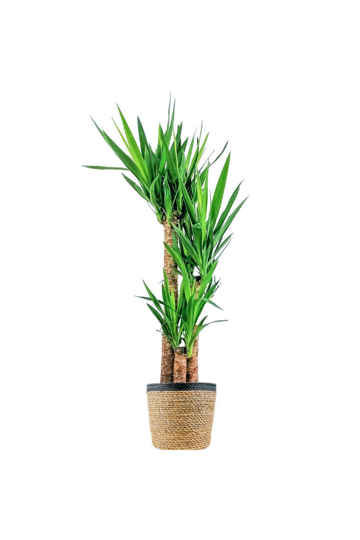 Fidanburada Yuka 3 Gövdeli (Yucca Massengena) Hasır Saksılı Lane Siyah