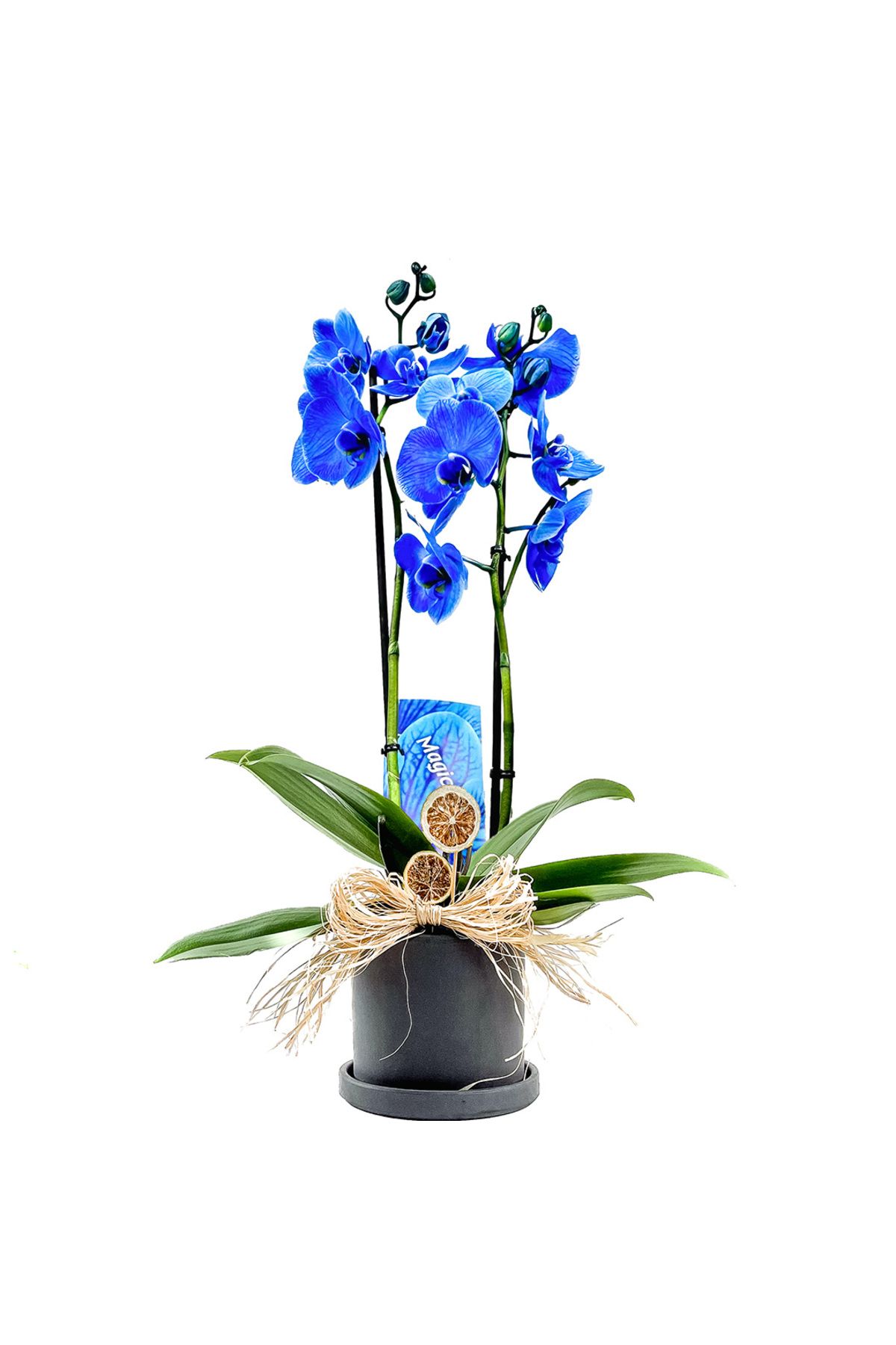 Fidanburada Mavi Orkide (Blue Orchid) Ruby Antrasit Saksılı