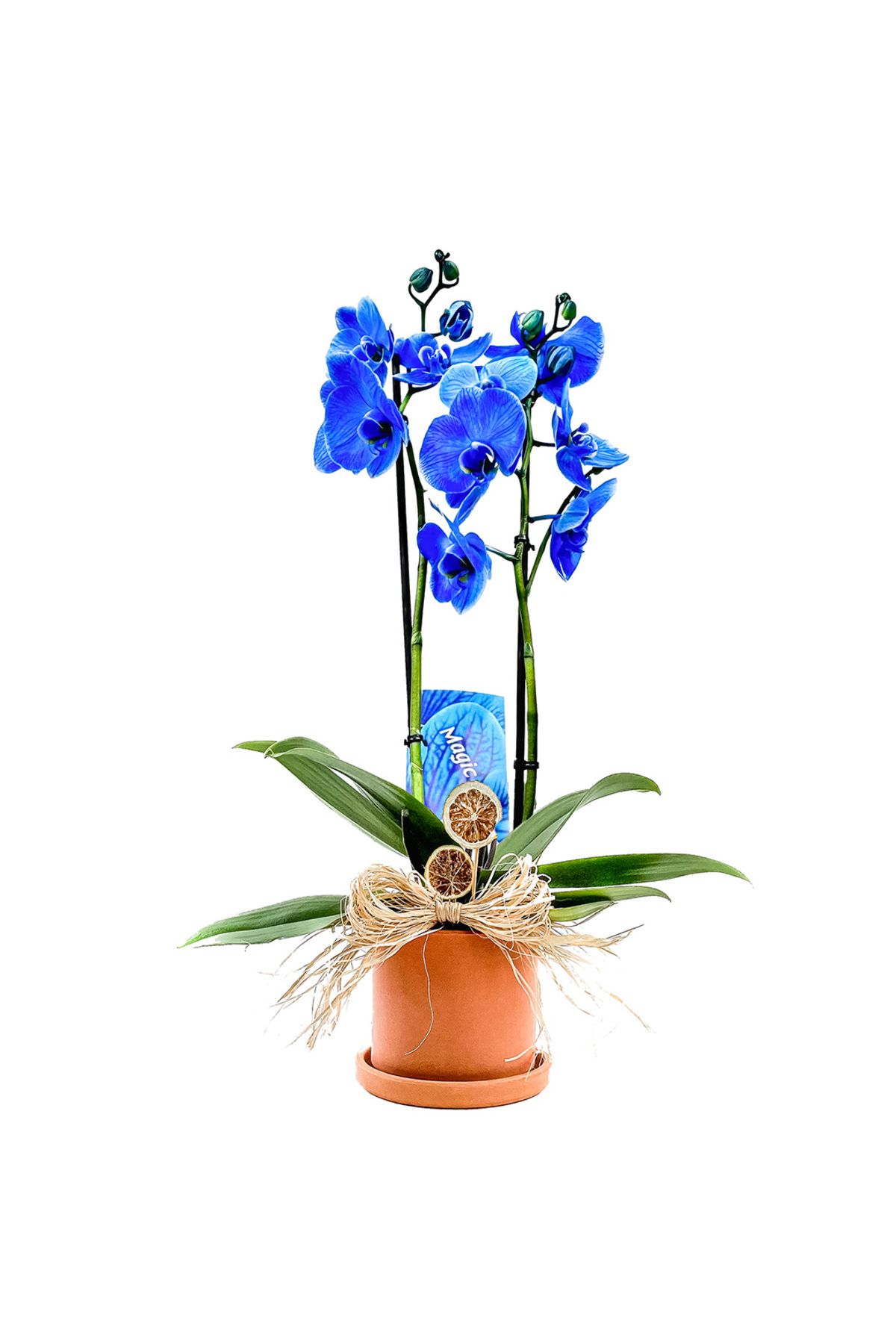 Fidanburada Mavi Orkide (Blue Orchid) Ruby Terra Cotta Saksılı