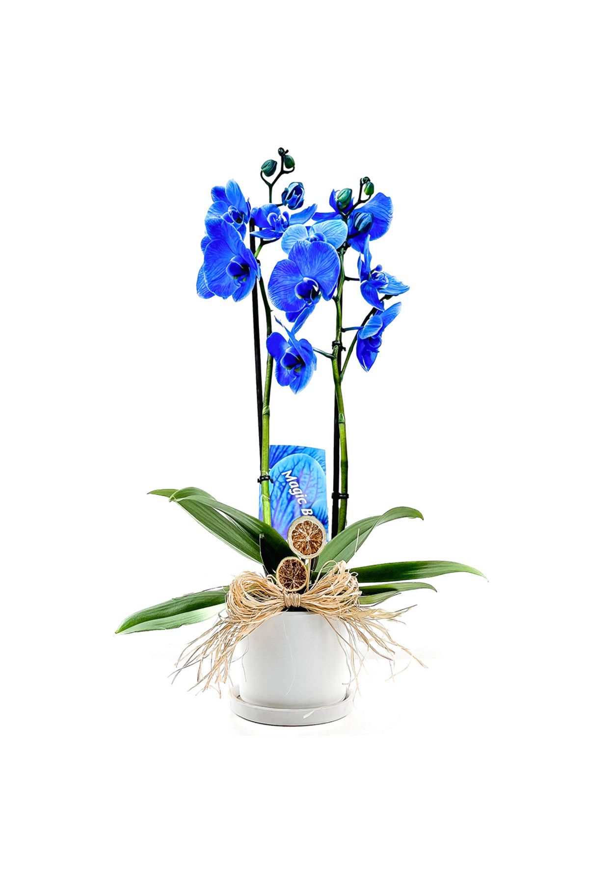 Fidanburada Mavi Orkide (Blue Orchid) Ruby Beyaz Saksılı