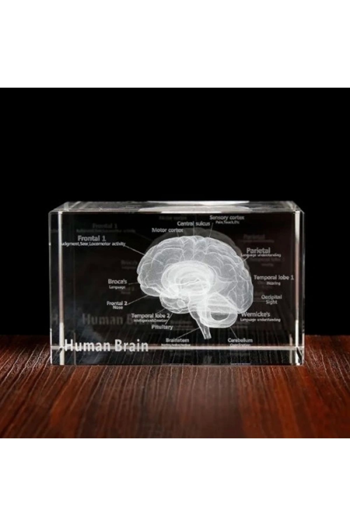 Generic 3d Kristal İnsan Beyni Modeli