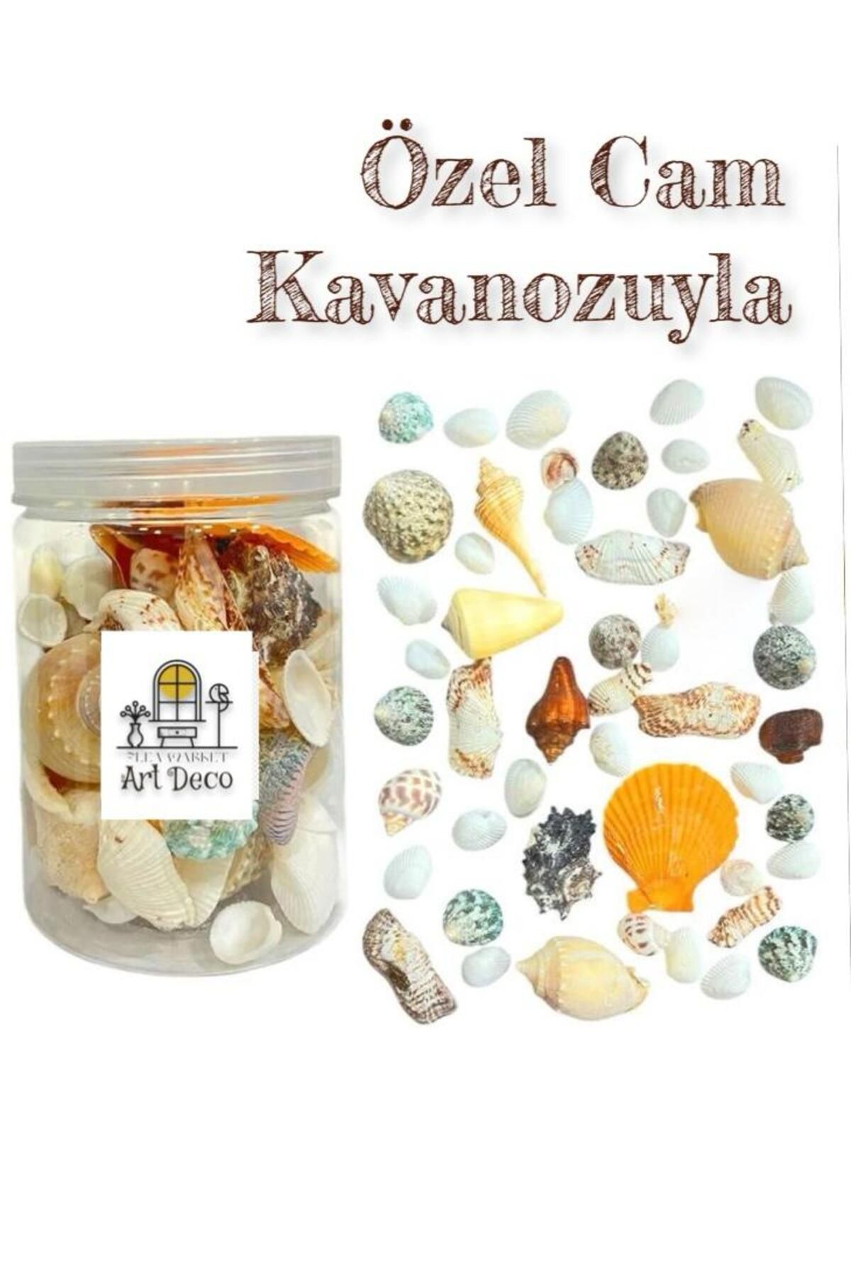 Artdeco Özenle seçilmiş Karışık Cam Kutuda orta boy Deniz Kabukları - ( 100gr. )