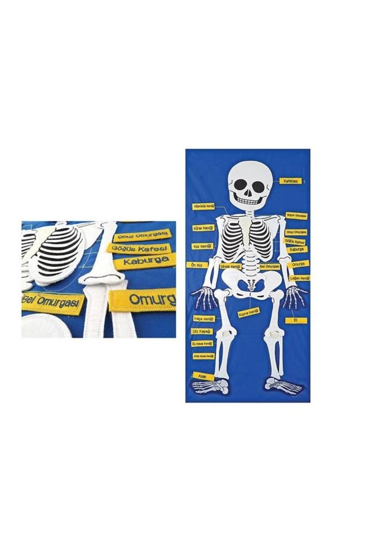 gnsstore Anki Cırtlı İskelet Pano And-5119