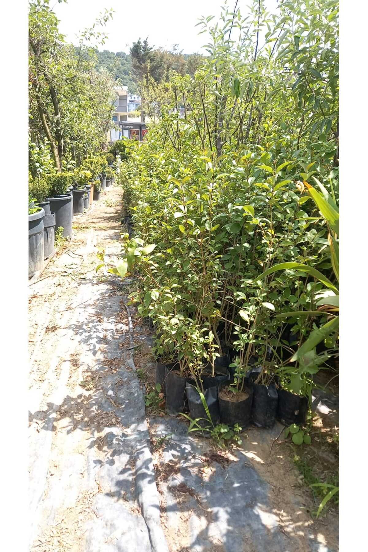 Yeşil Deniz Fidancılık Ligustrum Fidanı (30-50 cm) 10 adet