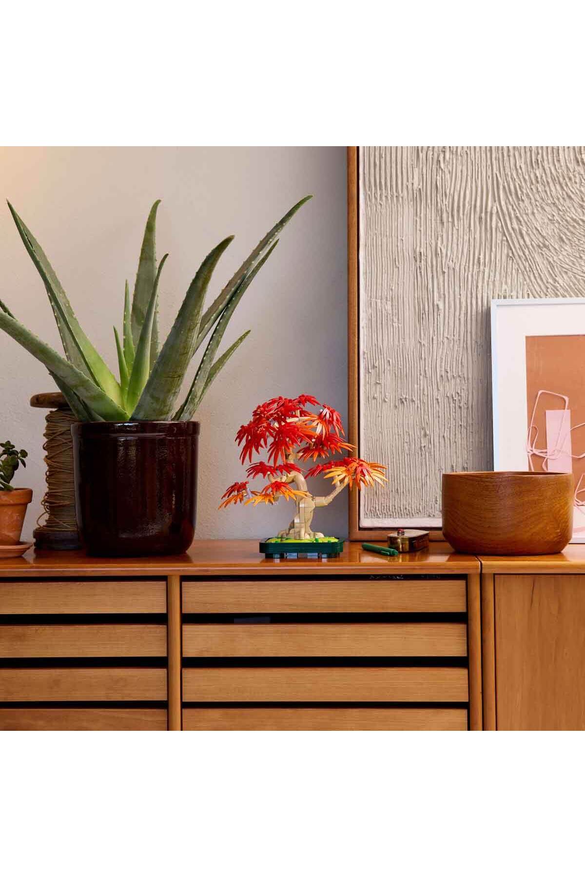 بوتانیکالز بونسای درخت افرا قرمز ژاپنی ۱۰۳۴۸ - مدل تزئینی برای بزرگسالان