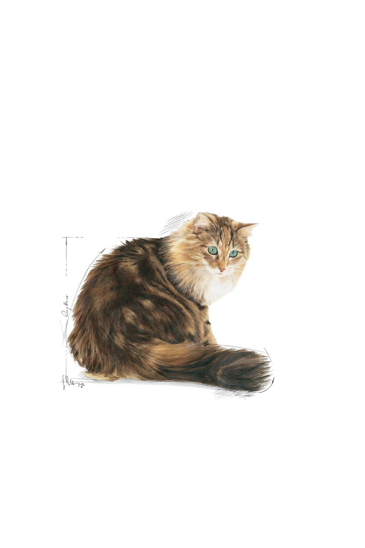 Royal Canin-Dry Cat Food for Cats 12 Years and over 2kg 3