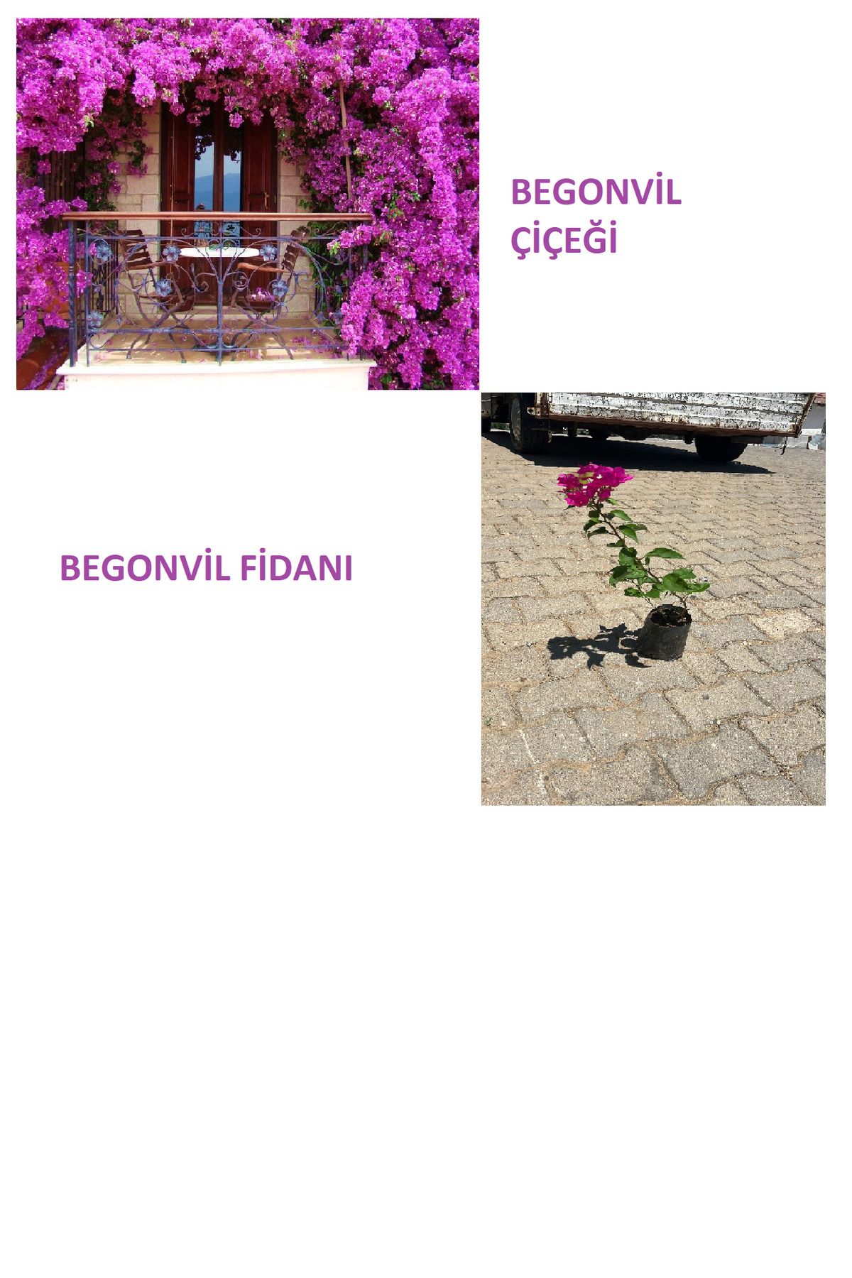 Ucuzluk Diyarı BEGONVİL ÇİÇEĞİ