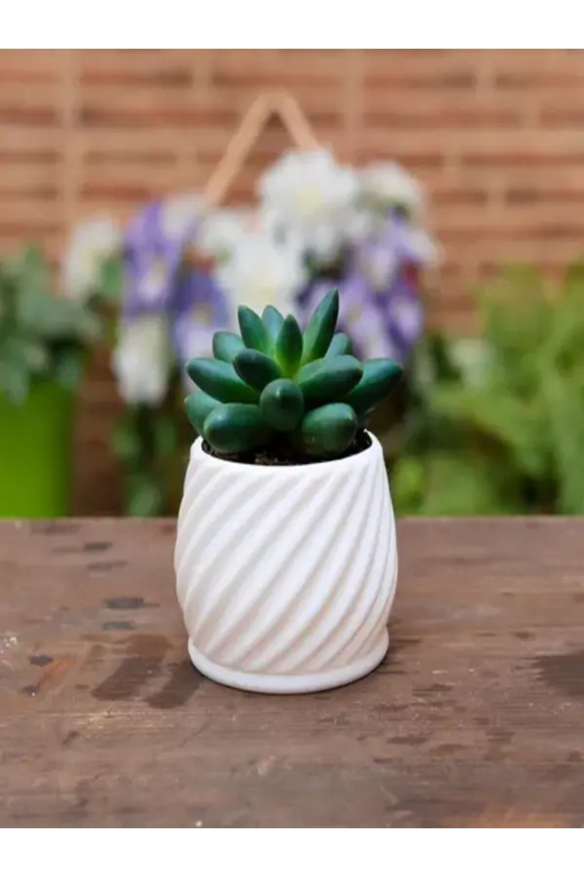 MedSan3D Spiral Tasarımlı 3D Saksı | Sukulent & Kaktüs İçin Dekoratif Saksı | Modern Masa Üstü Saksı