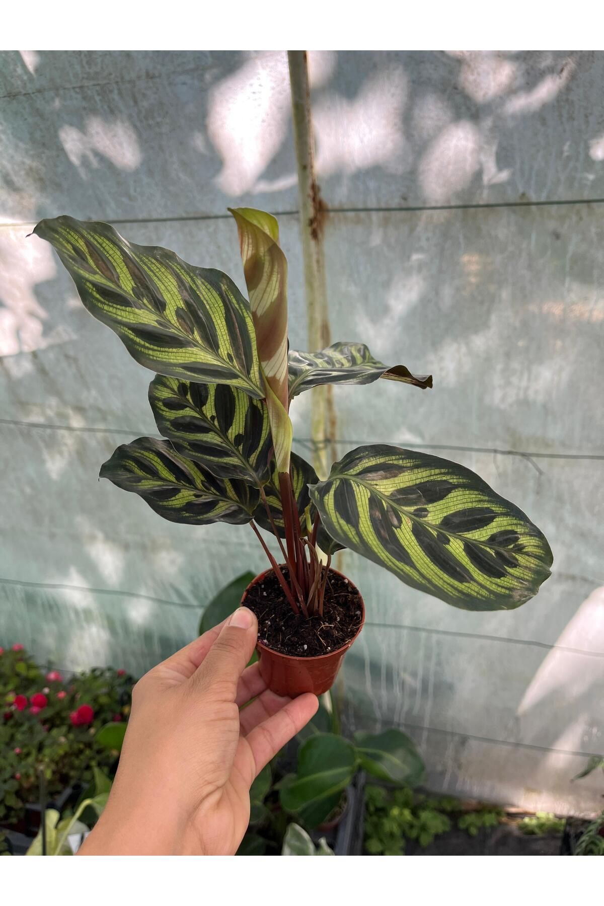 nazlı çiçekçilik Calathea Makoyana Dua Çiçeği İç Mekan Bitkisi 0,7lik Saksıda