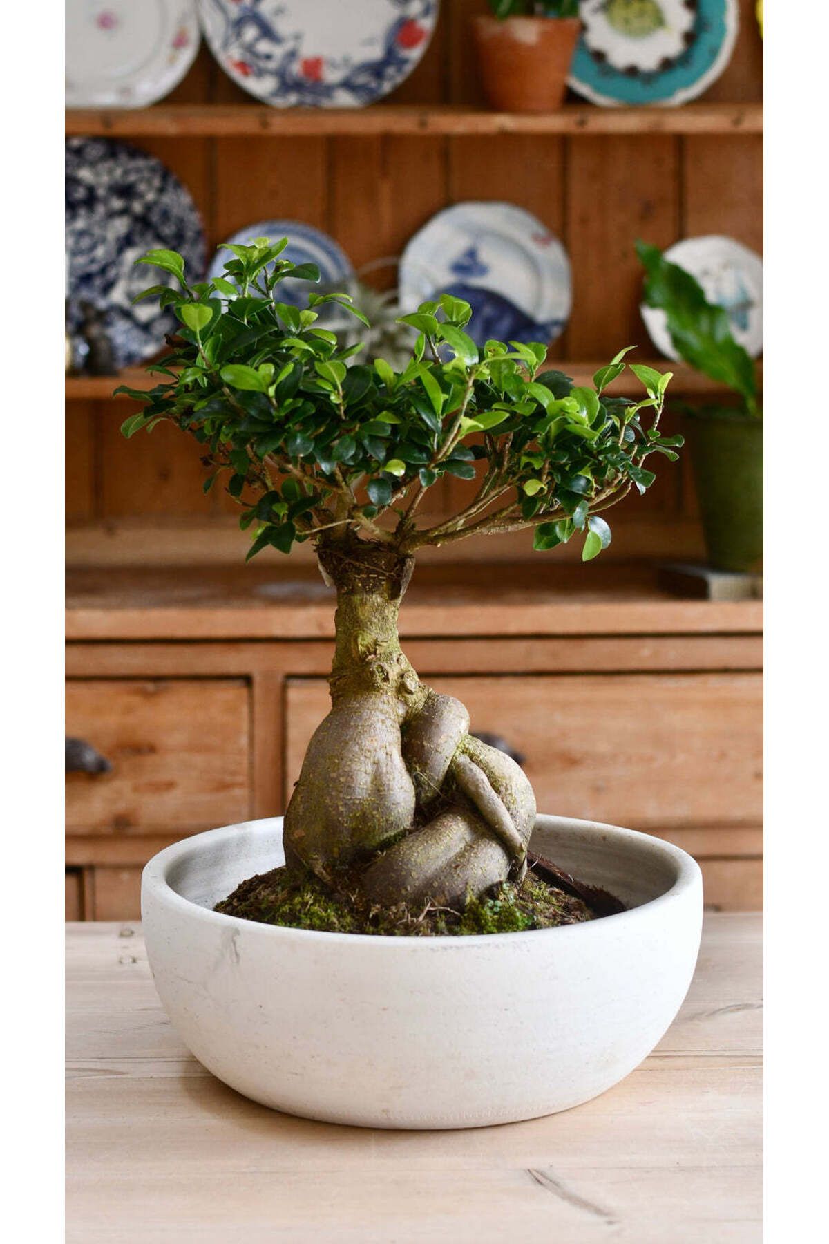 Yades Doğanın Sanatı: Ficus Ginseng Bonsai - Seramik Saksıda