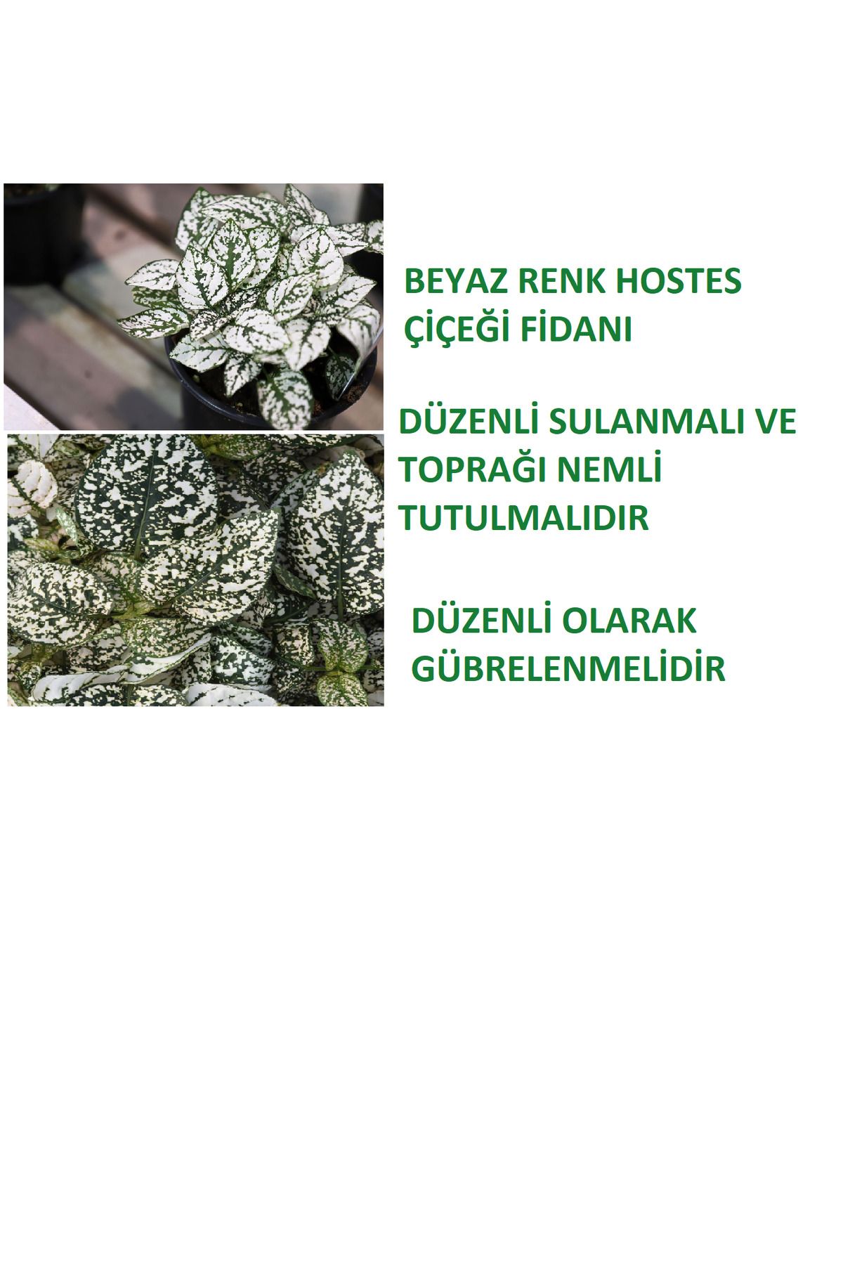 Ucuzluk Diyarı HOSTES ÇİÇEĞİ BEYAZ