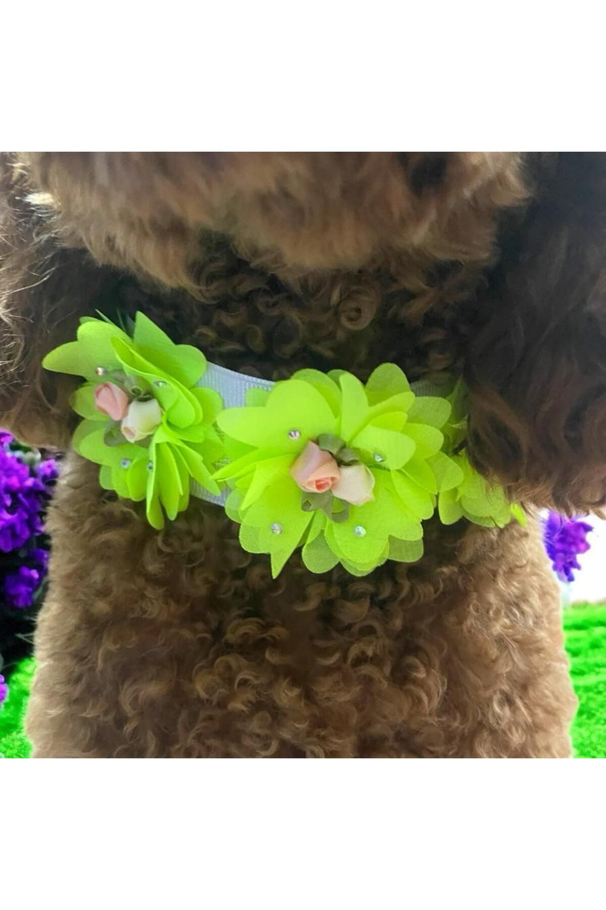 Tasarım Köpek Kedi Aksesuar