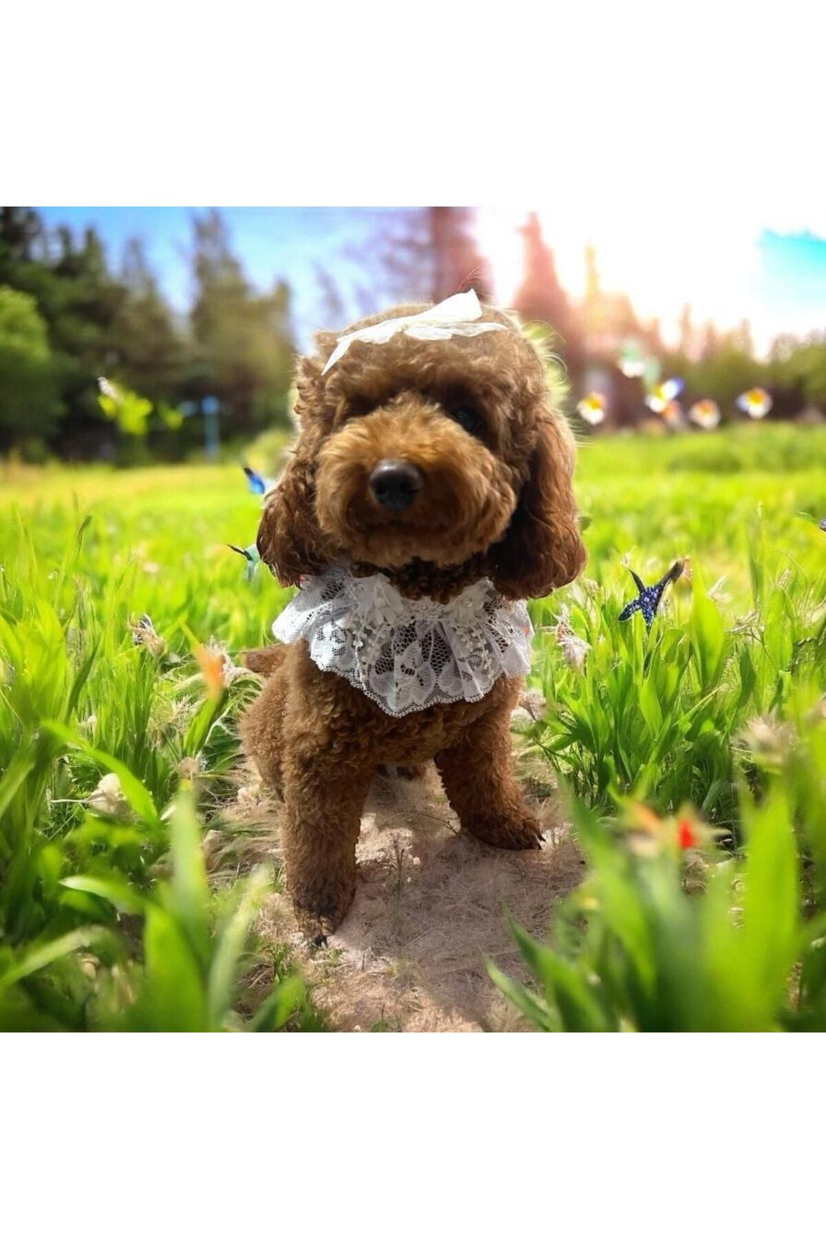 Tasarım Köpek Kedi Aksesuar
